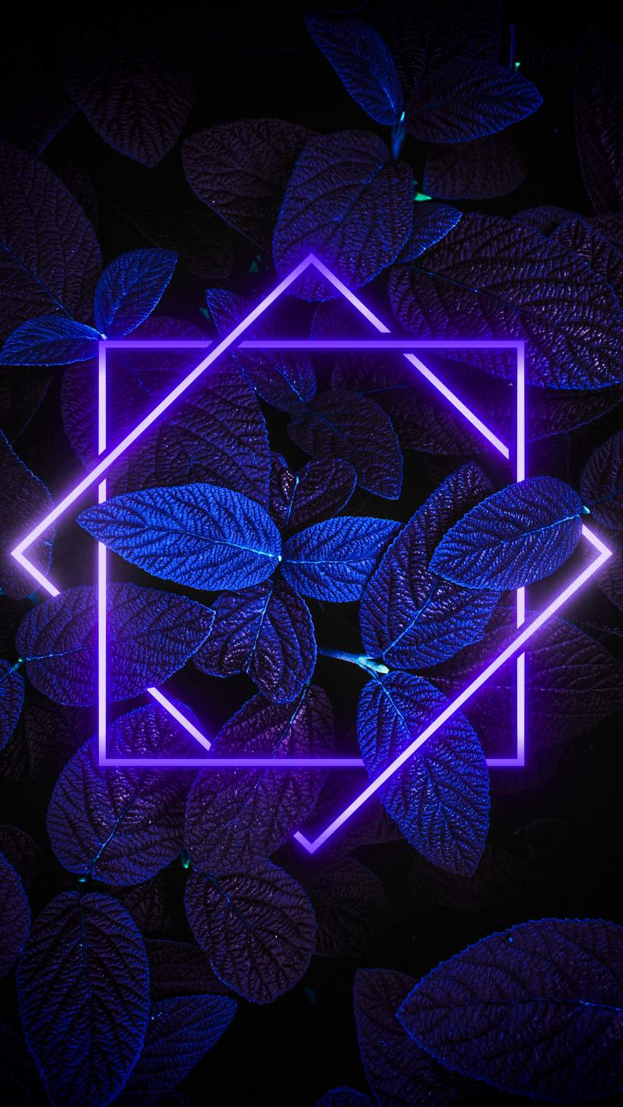 900x1600 Dark Nature Neon Light IPhone Wallpaper Wallpaper : iPhone Wallpaper