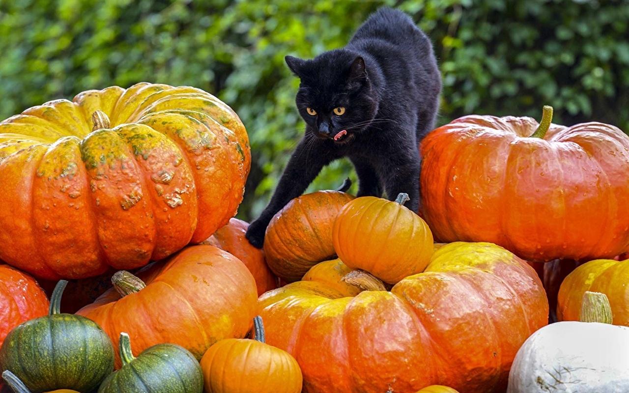 Cat Pumpkin Wallpapers - Top Free Cat Pumpkin Backgrounds - WallpaperAccess