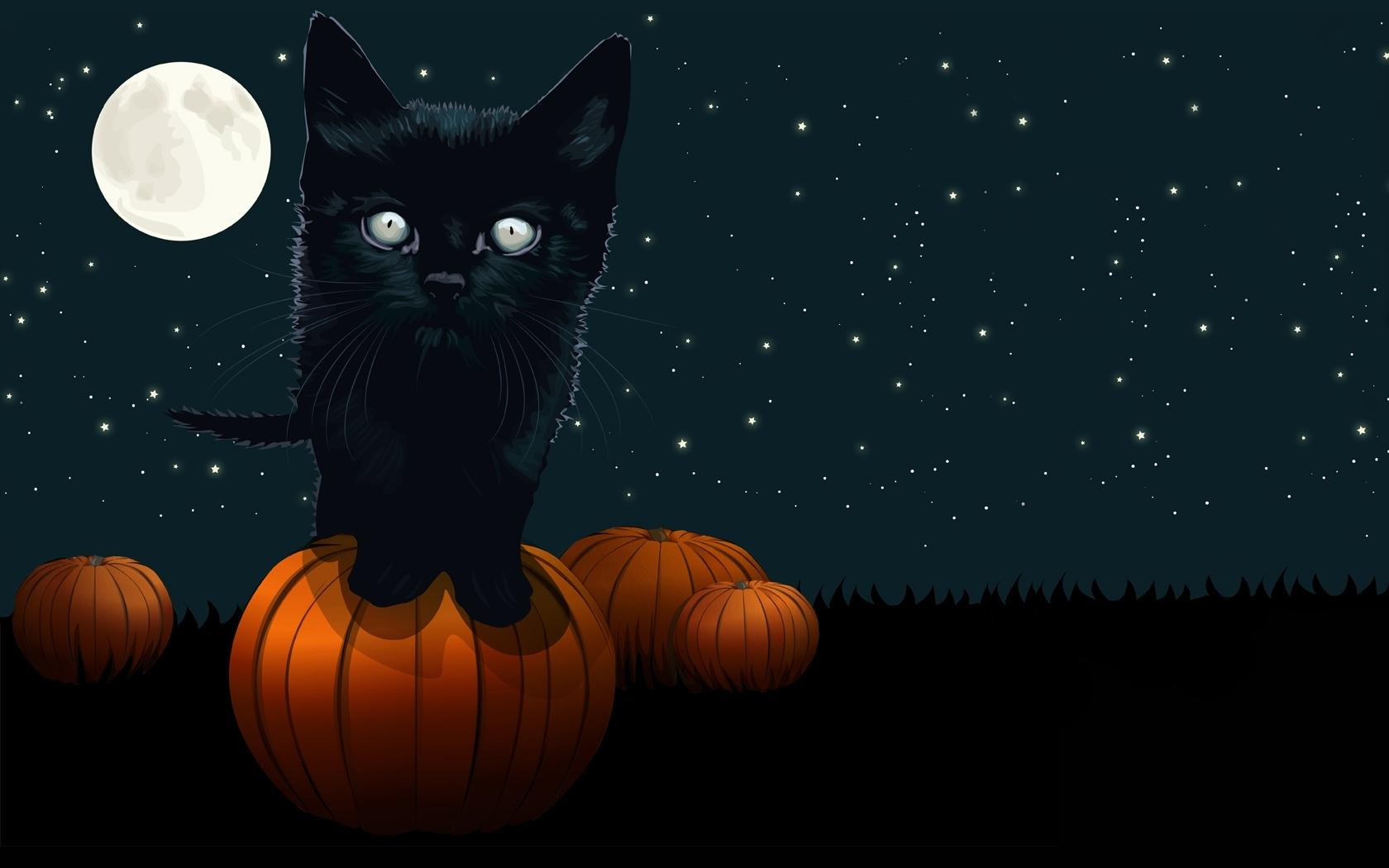 Cat Pumpkin Wallpapers - Top Free Cat Pumpkin Backgrounds - WallpaperAccess
