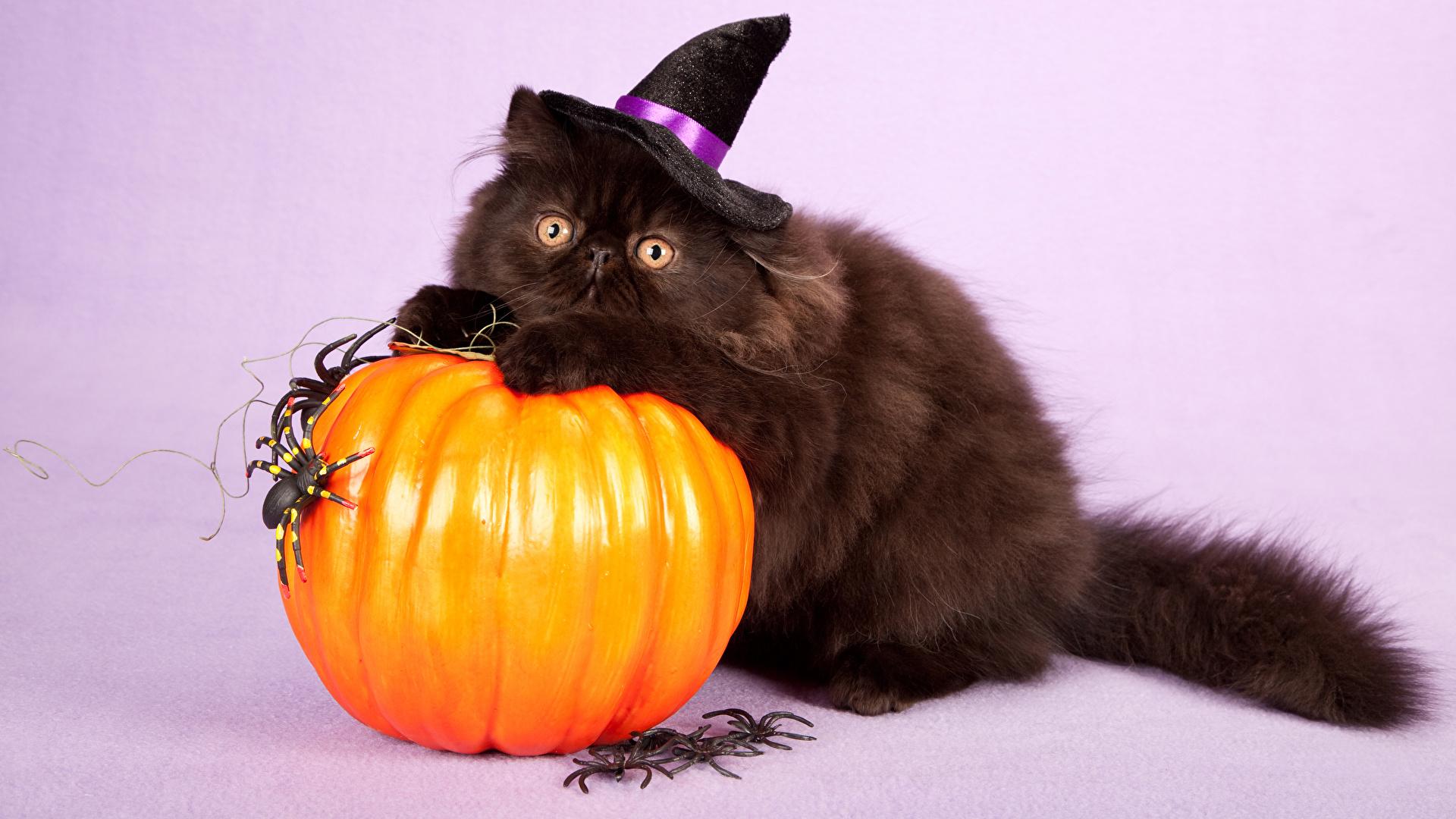 1920x1080 Desktop Wallpaper cat Spiders Hat Pumpkin Halloween 1920x1080