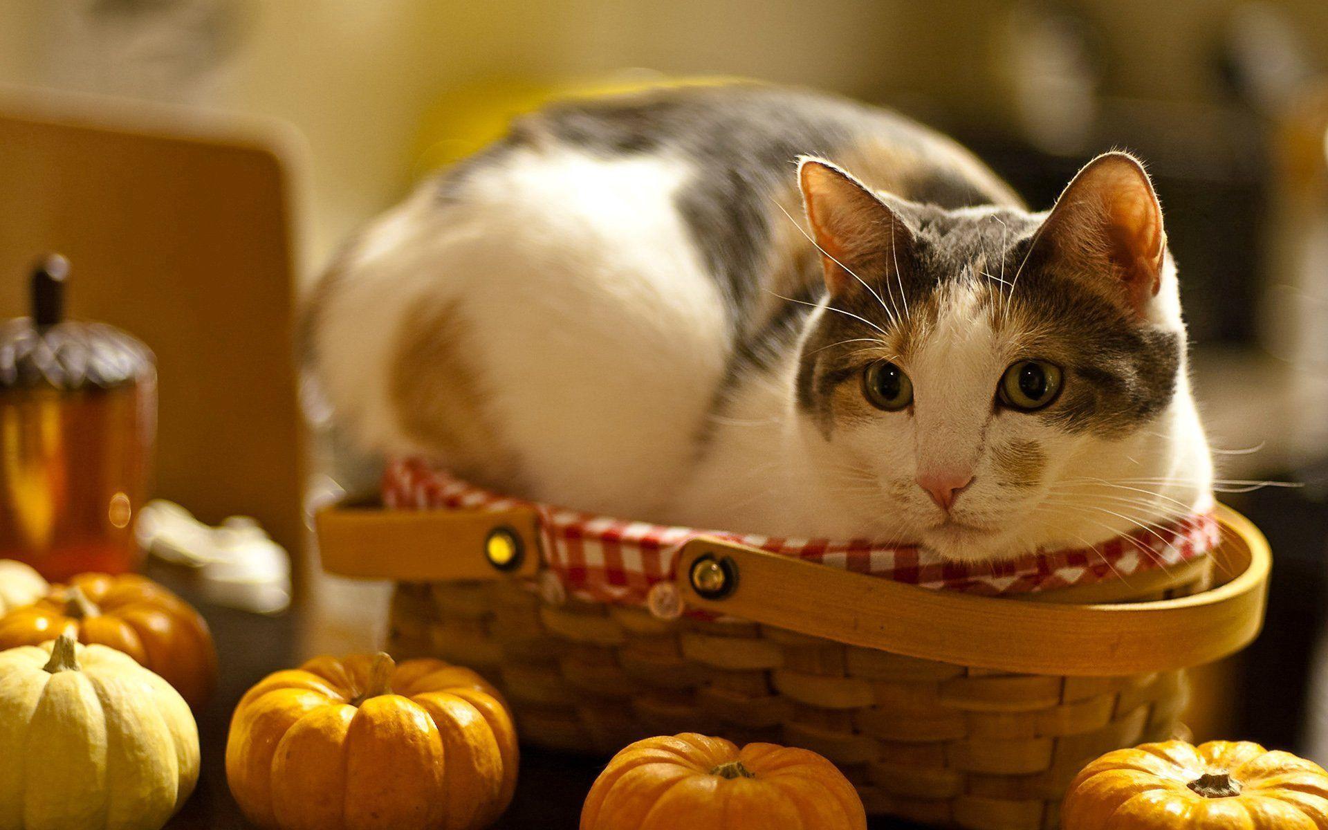 1920x1200 Pumpkin mobile wallpaper. Download free Pumpkin wallpaper for mobile phones