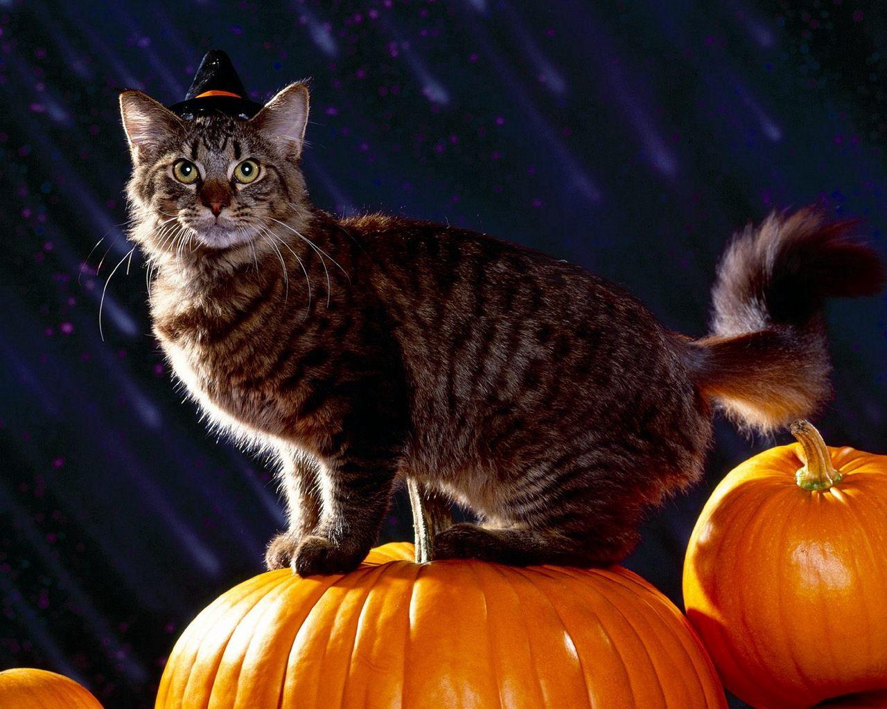 Cat Pumpkin Wallpapers - Top Free Cat Pumpkin Backgrounds - WallpaperAccess