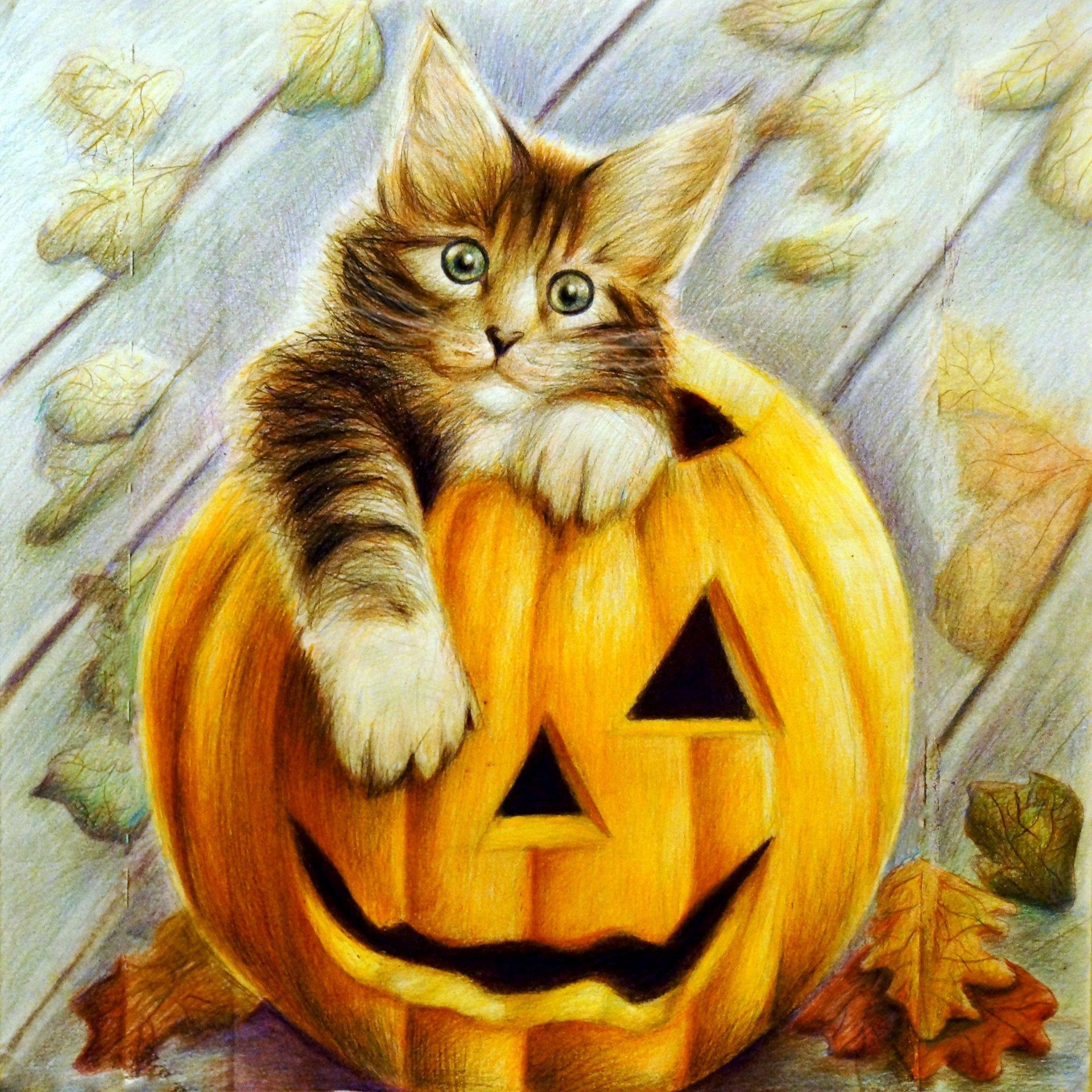 1920x1920 cats, Painting, Art, Halloween, Pumpkin, Animals, Wallpaper Wallpaper HD / Desktop and Mobile Background
