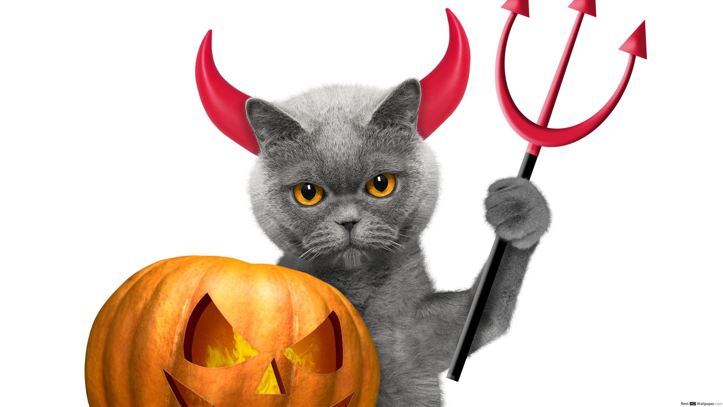 2400x1350 Bad ass cat HD wallpaper download