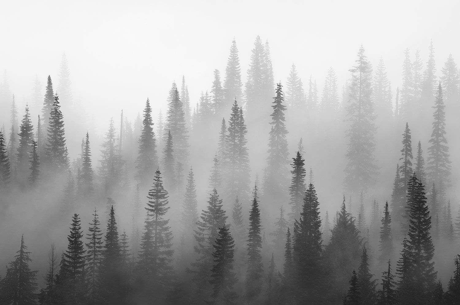 1500x996 Misty Forest Wallpaper