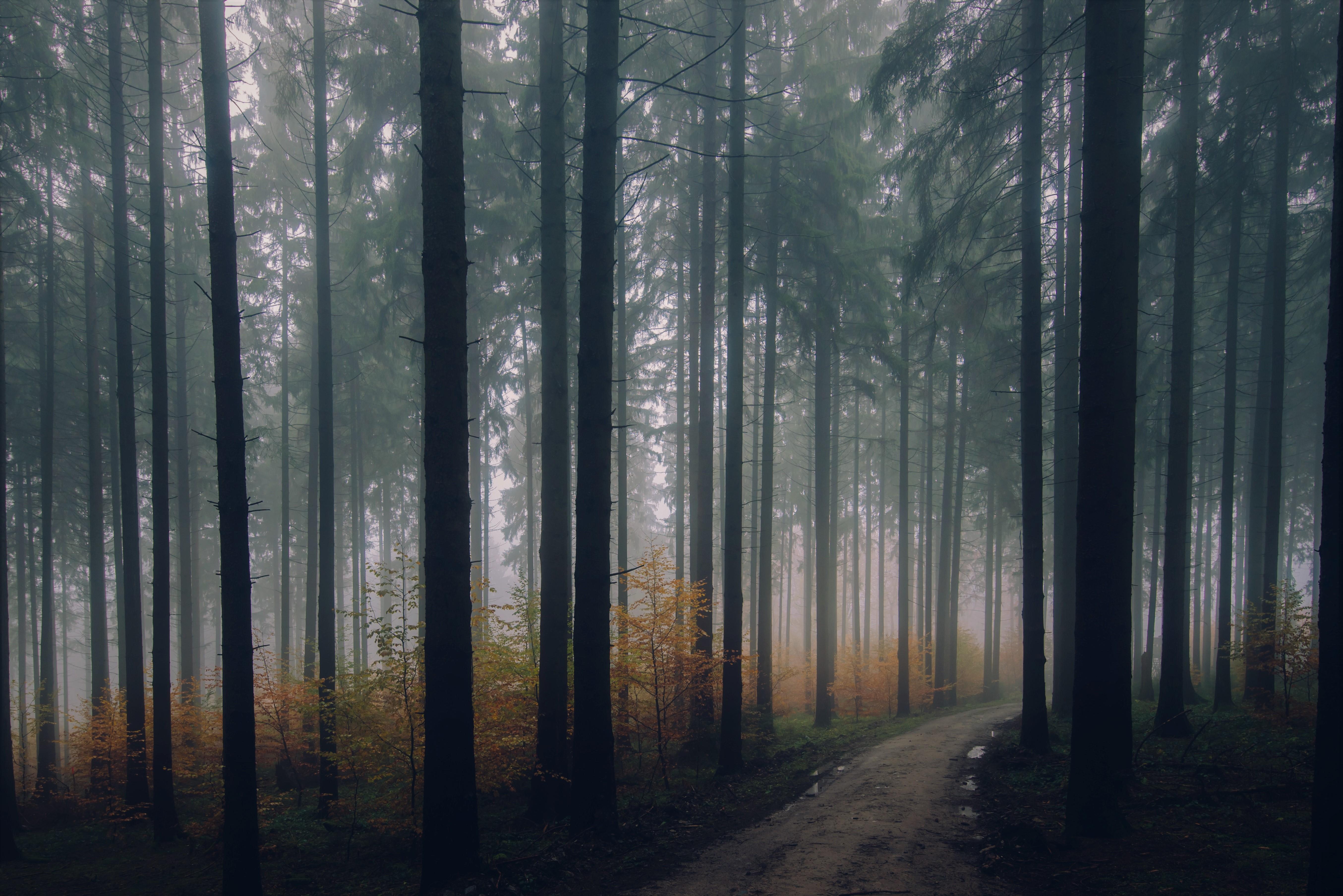 5418x3617 Dark and misty forest pathway 4k Ultra HD Wallpaper