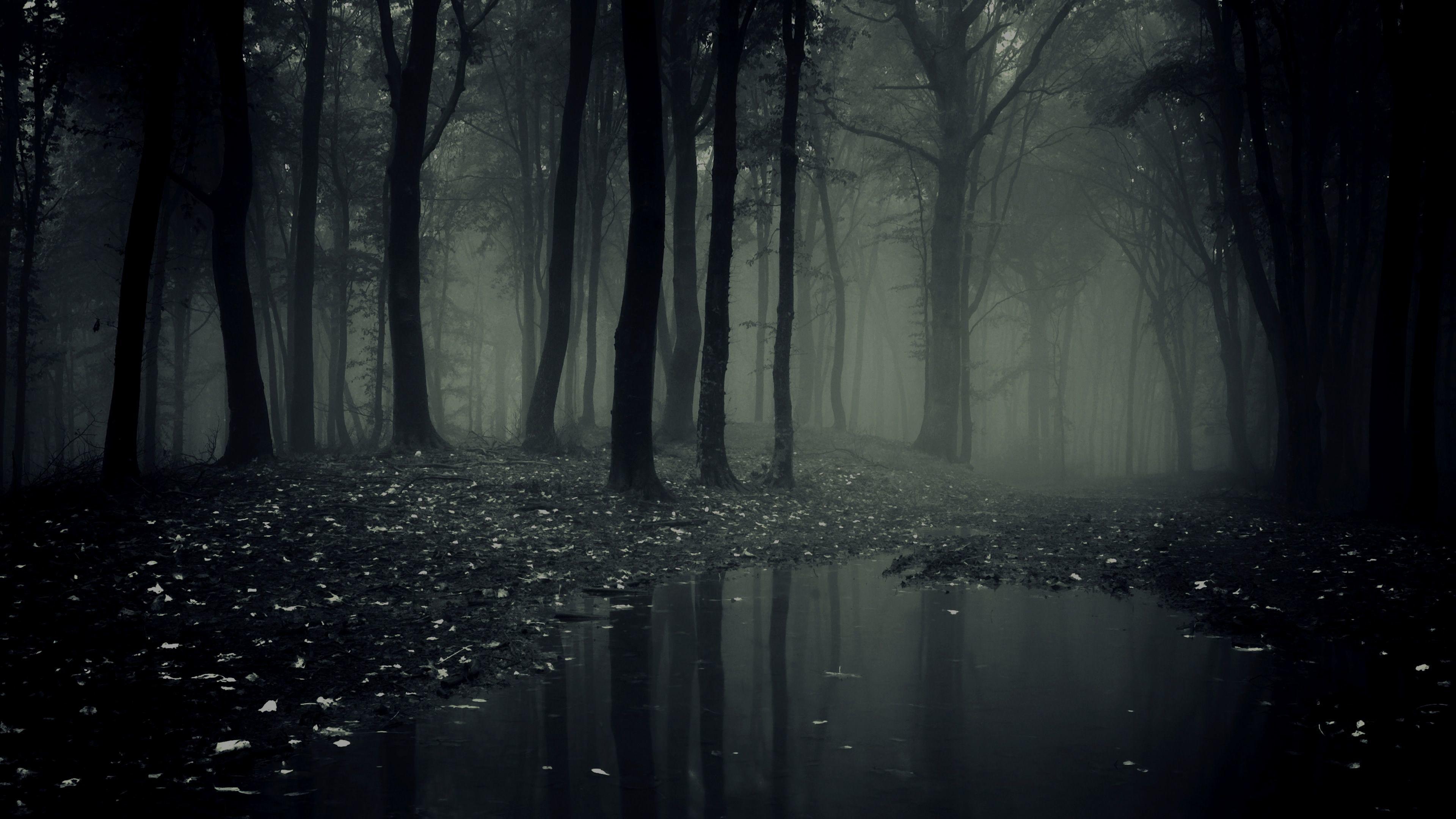 3840x2160 Misty Forest Path Wallpaper