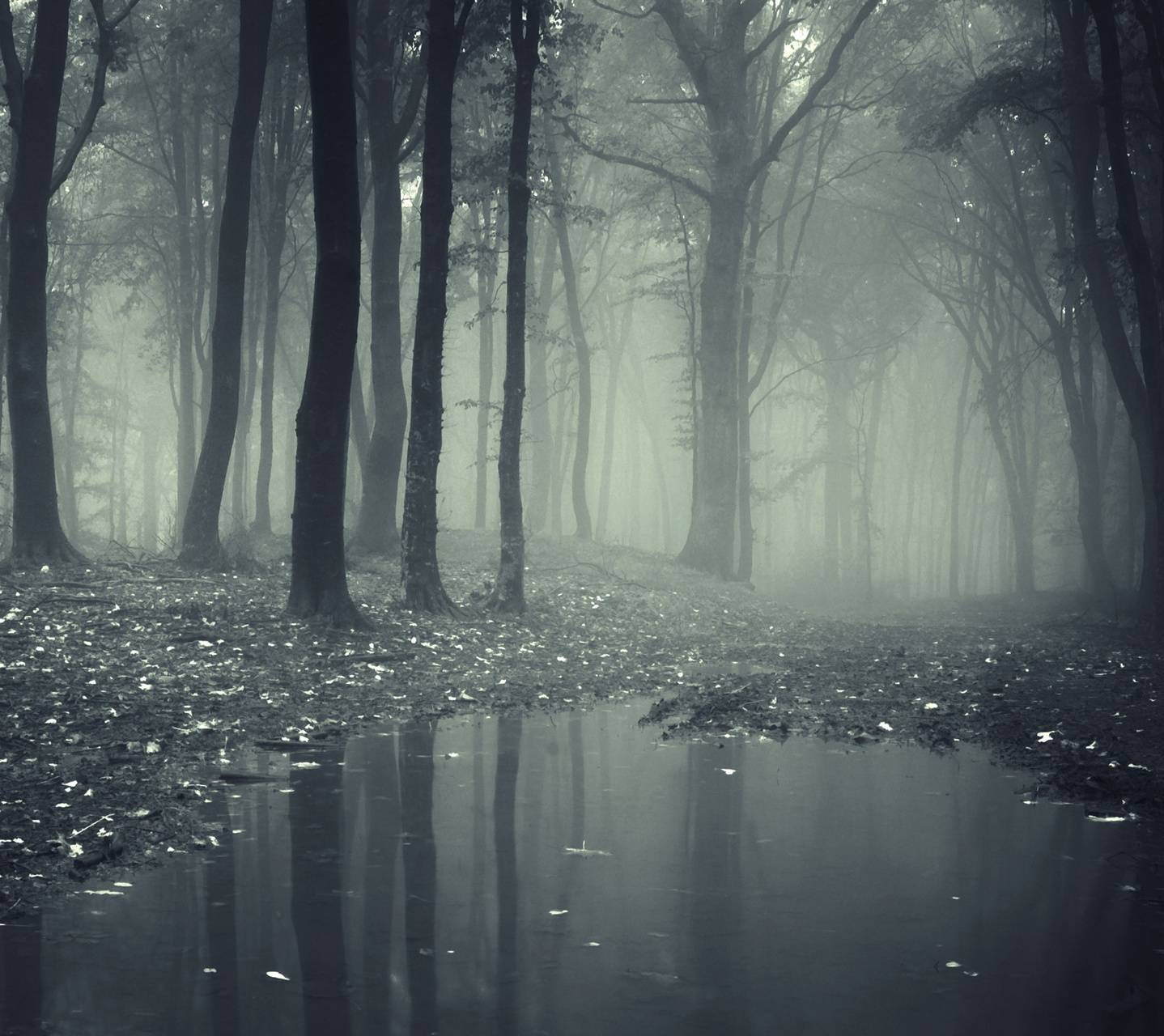 1438x1280 Creepy Foggy Wallpaper