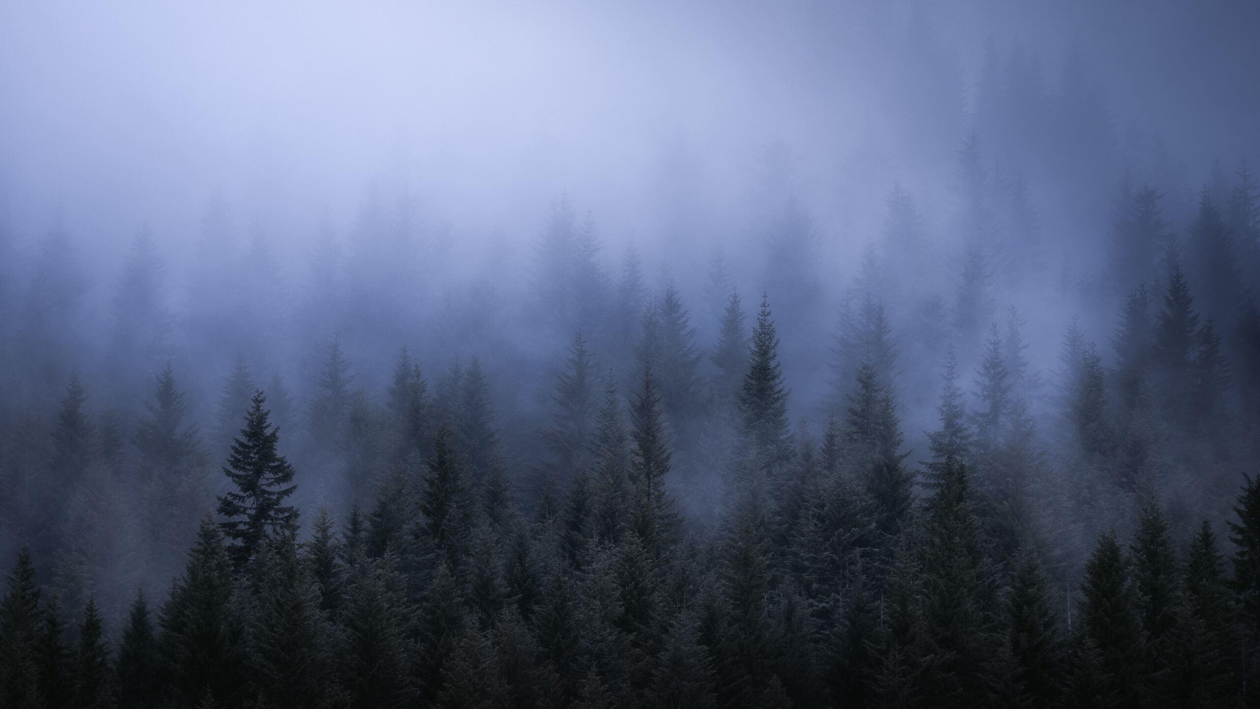 2560x1440 Fog Dark Forest Tress Landscape 5k 1440P Resolution HD 4k Wallpaper, Image, Background, Photo and Picture
