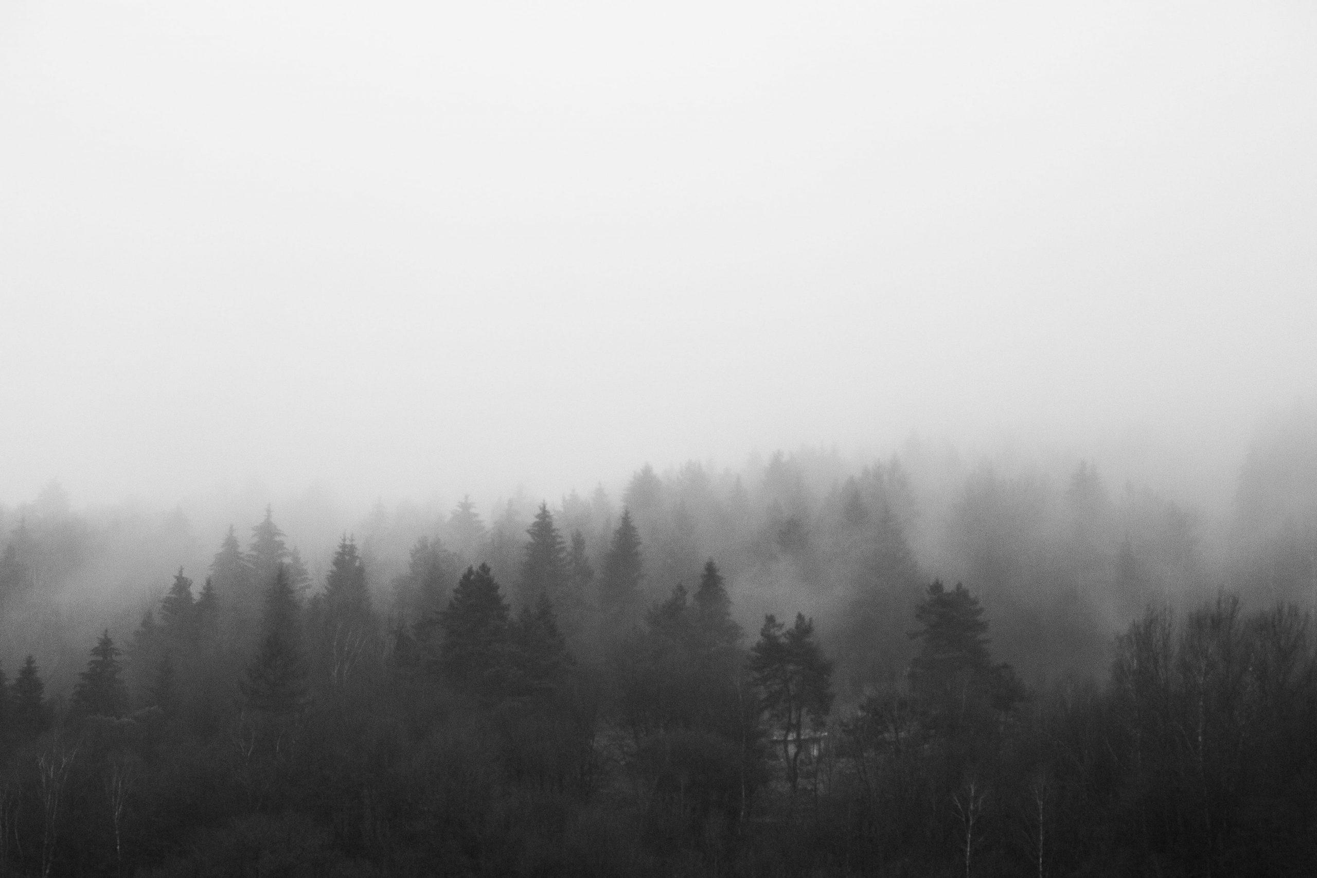 2560x1707 Wallpaper Black And White Morning Foggy Forest, Bw, Clouds • Wallpaper For You HD Wallpaper For Desktop & Mobile