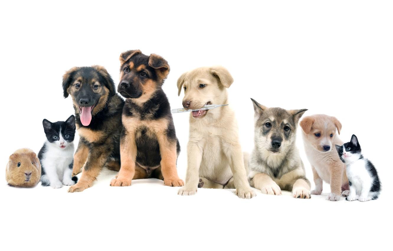 1332x850 Wallpaper photo, Cats, Kittens, Dogs, Animals, Guinea pig, Beagle image for desktop, section животные