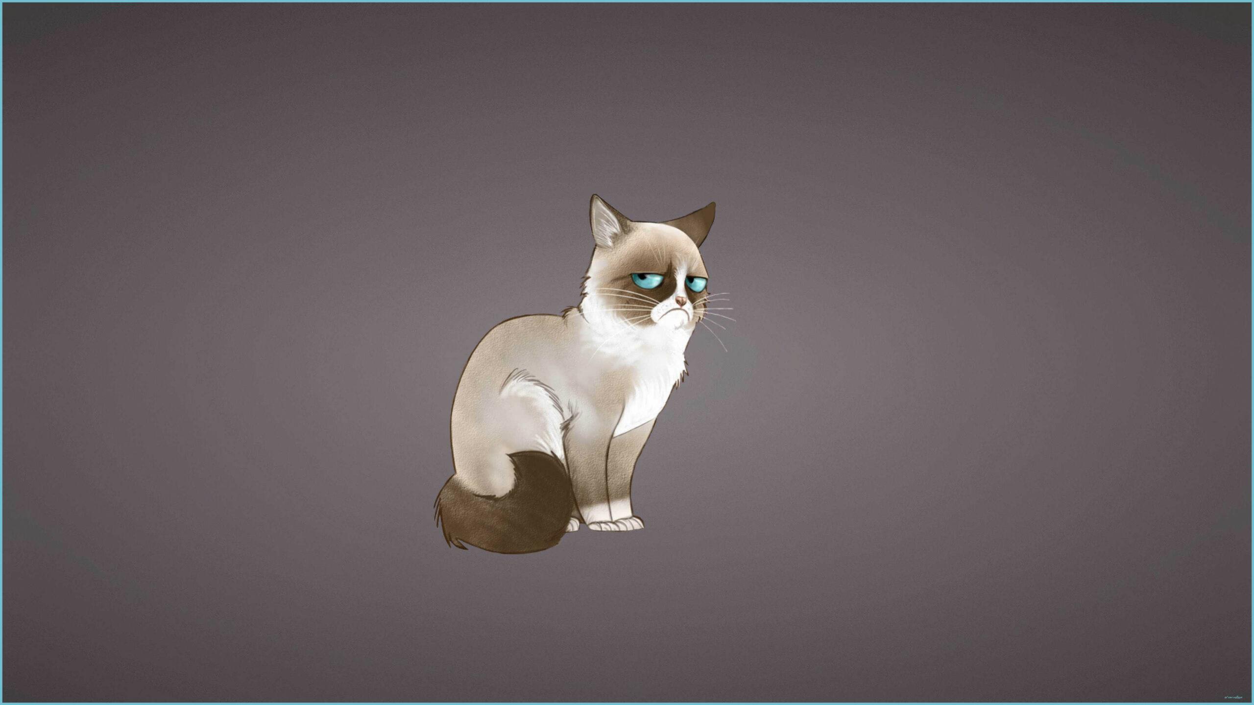 2560x1440 Understanding The Background Of Cat Meme Wallpaper. Cat Meme Wallpaper