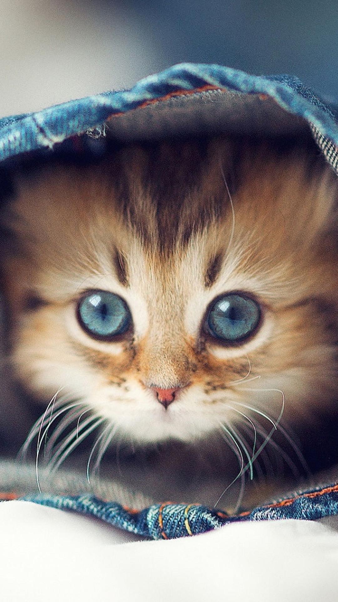 1080x1920 Anime Cat Wallpaper iPhone