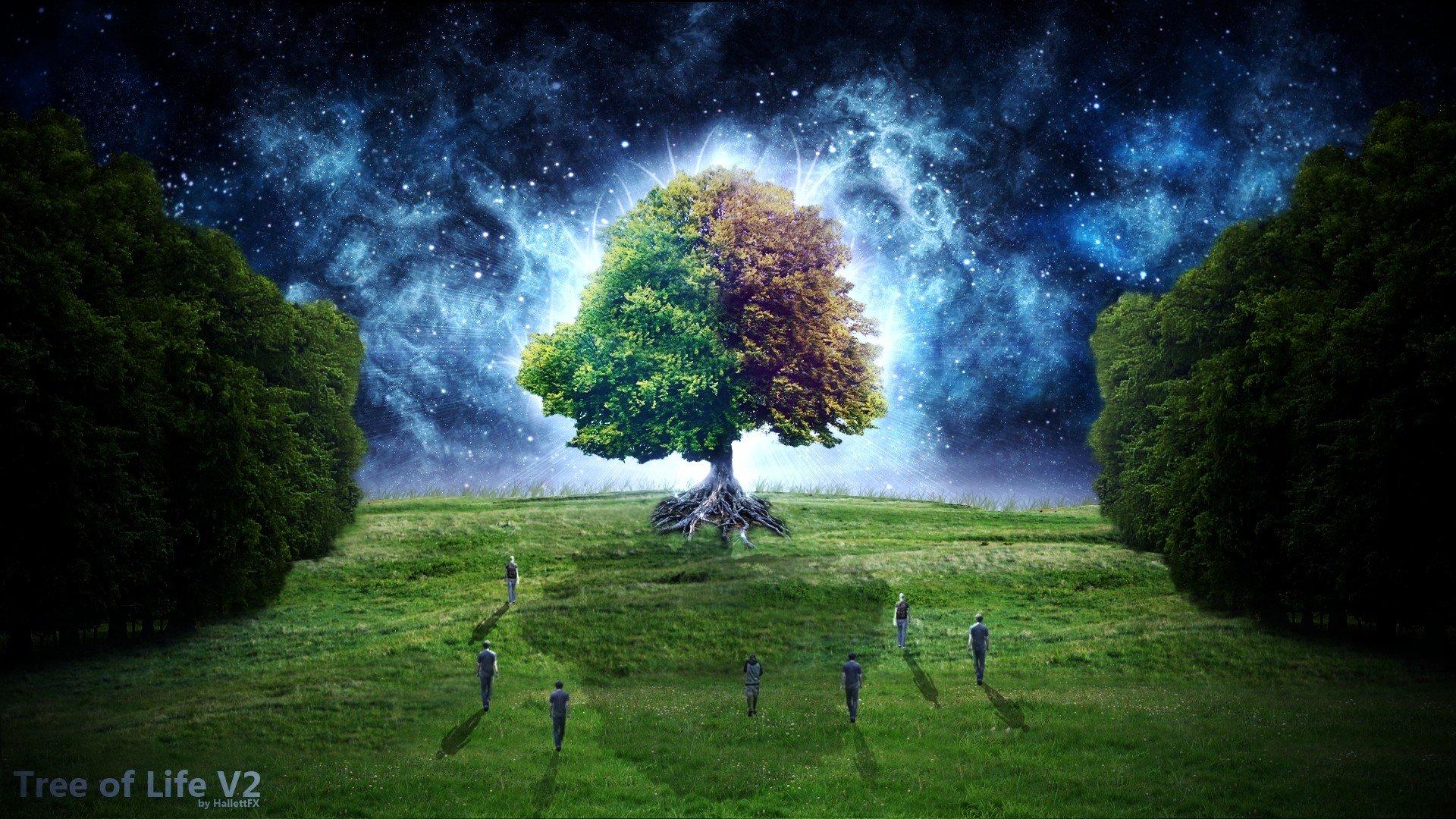 1920x1080 Free download Tree Of Life Desktop Background Night fantastic wallpaper [1920x1080] for your Desktop, Mobile & Tablet. Explore Tree of Life Desktop Wallpaper. Free Wallpaper For Computer, Tree Wallpaper
