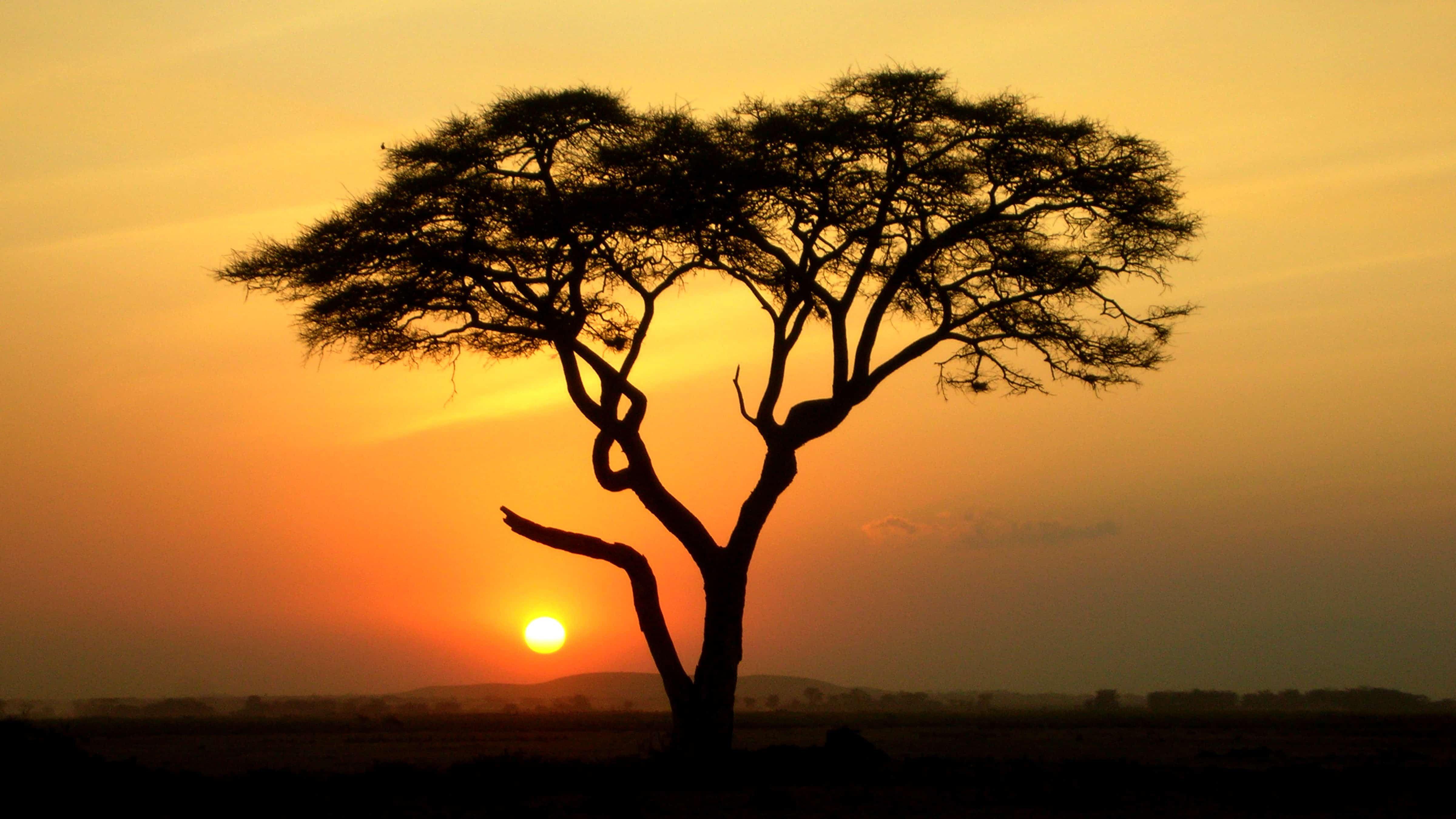 4800x2700 Acacia Tree. African tree, Acacia tree, Magical tree