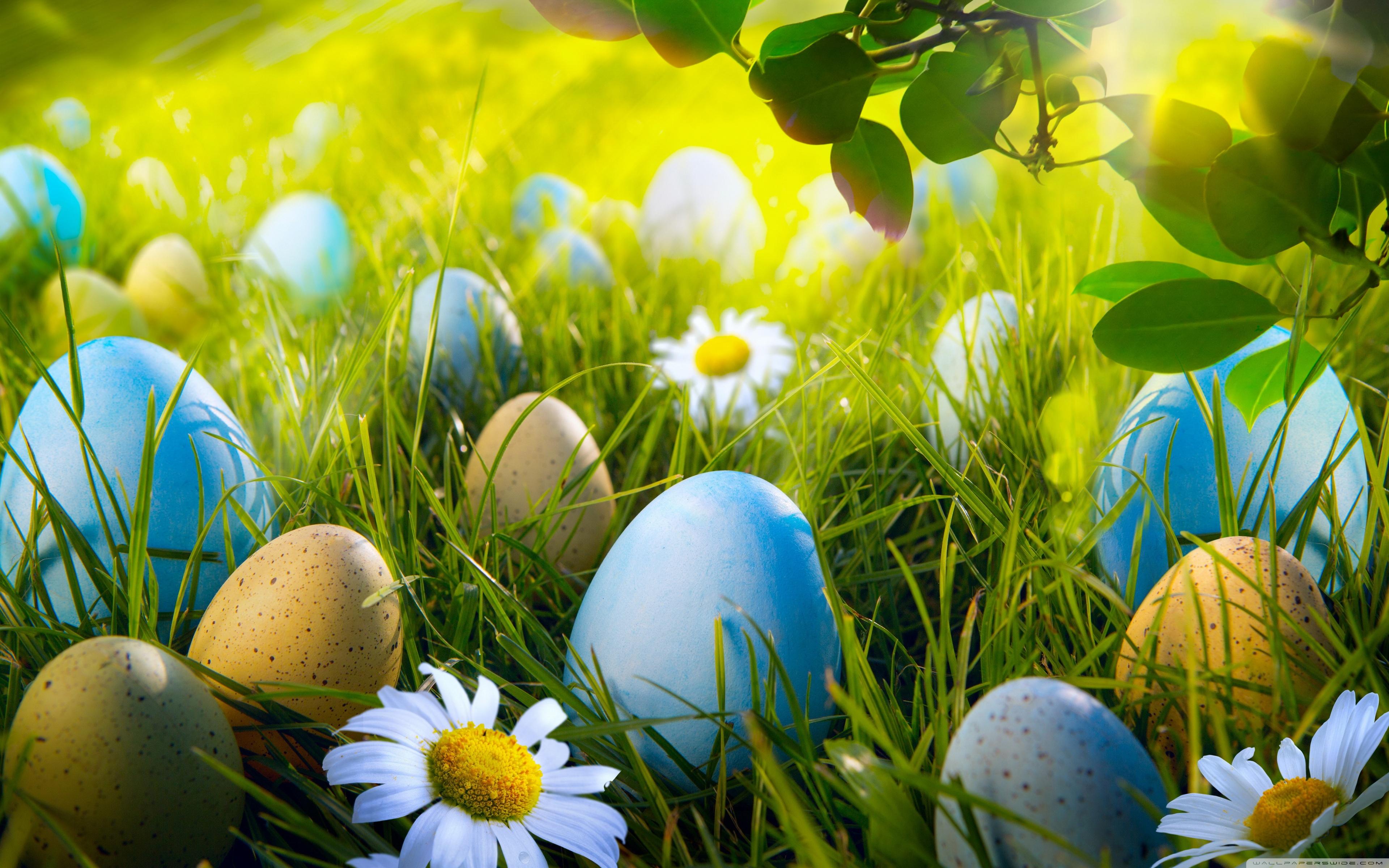 3840x2400 Easter Egg Hunt Ultra HD Desktop Background Wallpaper for 4K UHD TV : Tablet