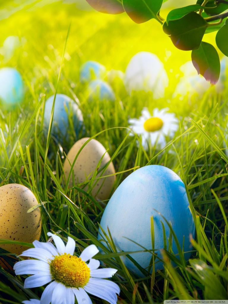 768x1024 Easter Egg Hunt Ultra HD Desktop Background Wallpaper for 4K UHD TV : Tablet