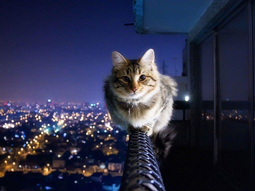 1024x768 Desktop Beautiful Pics Of Cats Wallpaper