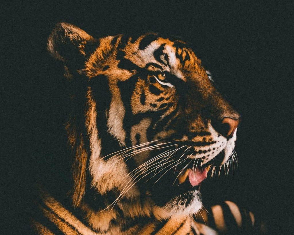 1024x818 Big Cat Murder Mystery: Solve Crimes At The World's Wackiest Zoo