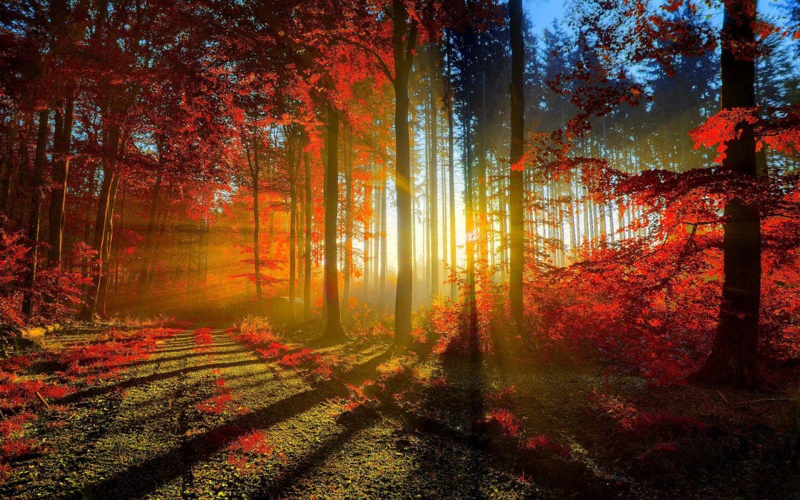 1600x1000 Beautiful Cute Wallpaper and Picture of Nature