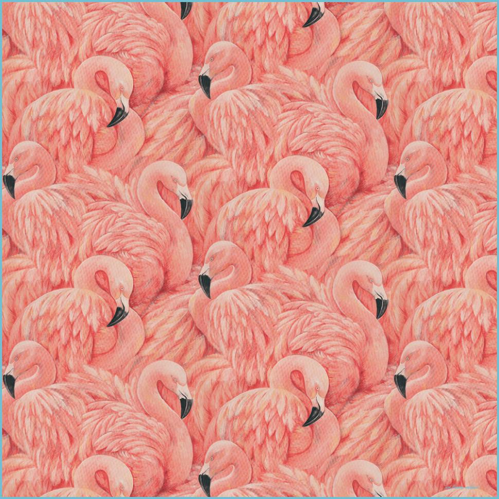 970x970 Flamingos By Albany Flamingo Wallpaper