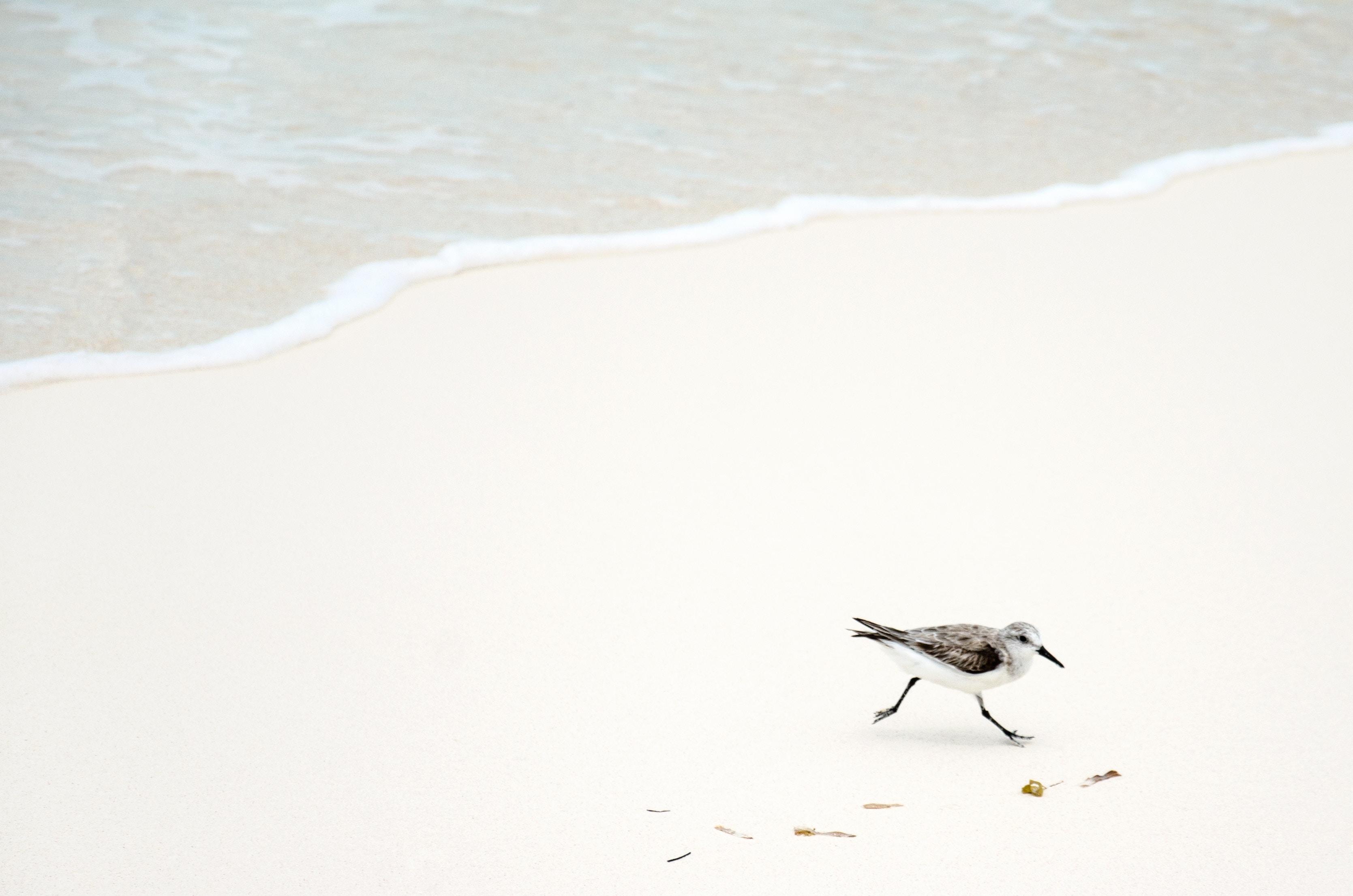 3338x2211 3338x2211 #sand, #clean, #wave, #animal wallpaper, #walk, #Free , #white, #animal background, #water, #sea, #little, #bird, # beach, #shore, #wallpaper. Mocah HD Wallpaper