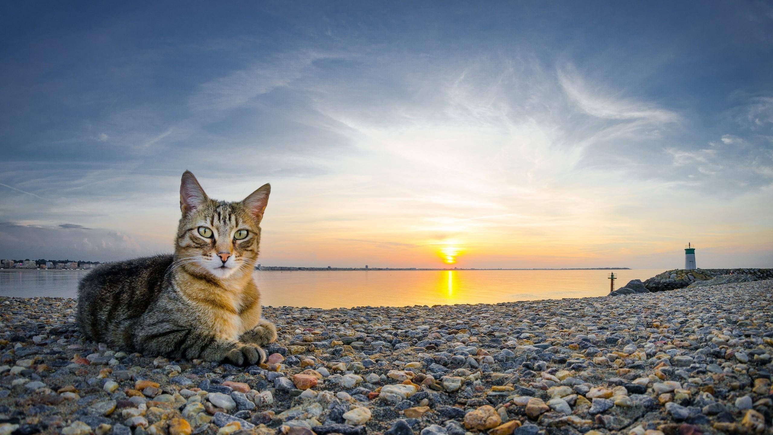 2560x1440 cat animals sunset beach stones wallpaper