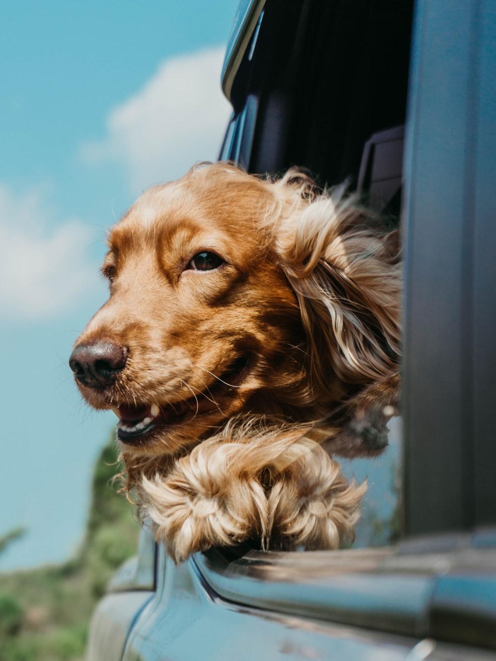 1000x1333 Smiling Animals Picture. Download Free Image