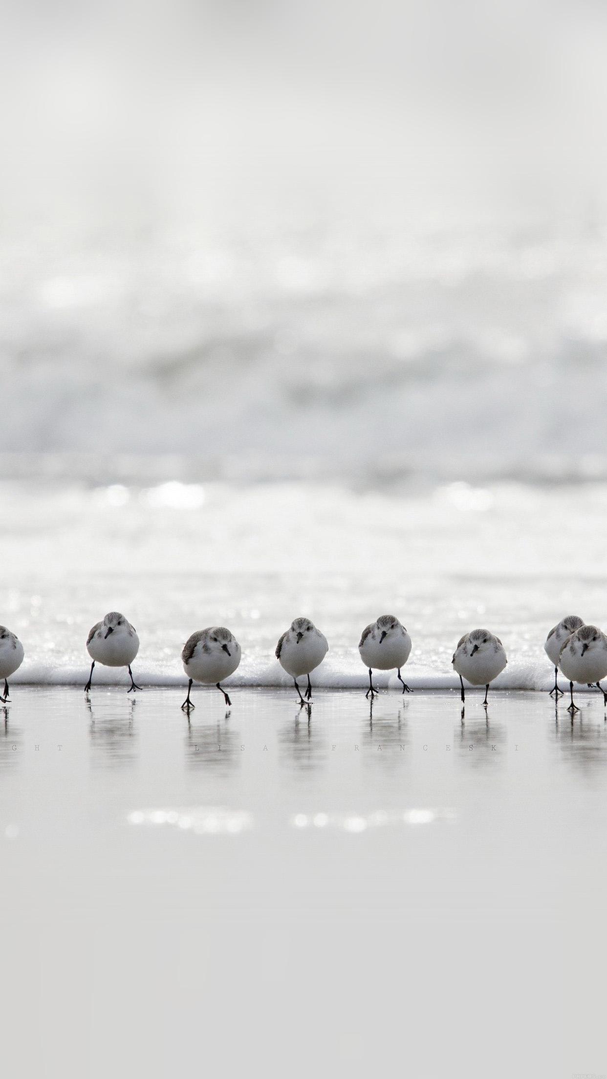 1242x2208 Birds Beach Wave Ocean Water Sea Nature Animal