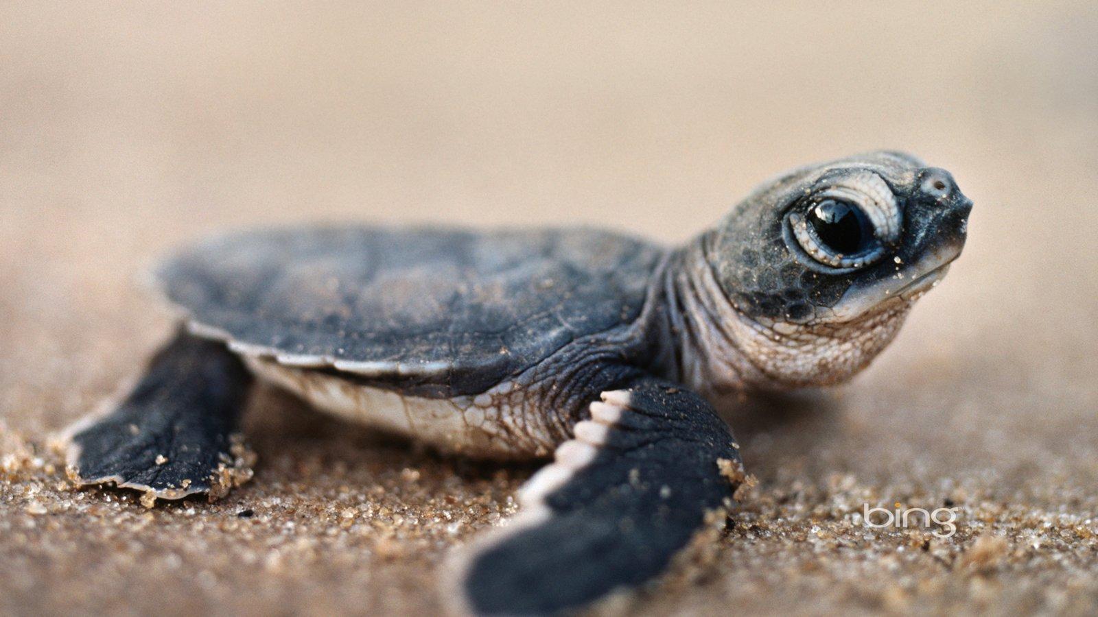 1600x900 Turtles Wallpaper 18578