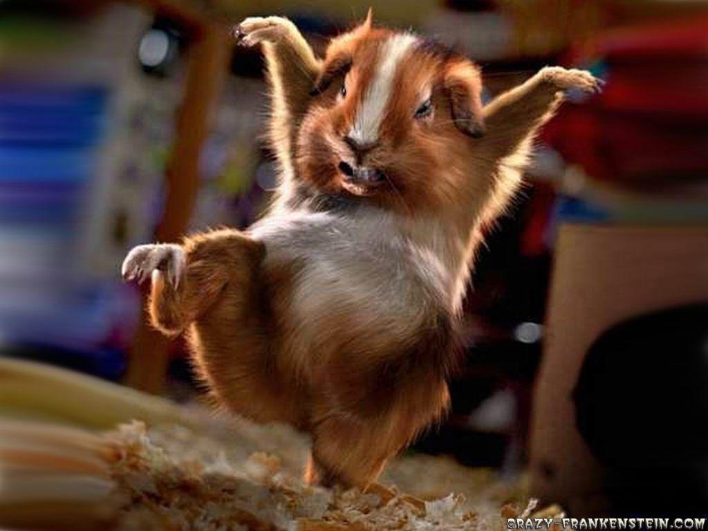 1024x768 Silly Animal Wallpaper