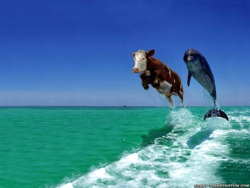 1024x768 Funny Animal Wallpaper with Words
