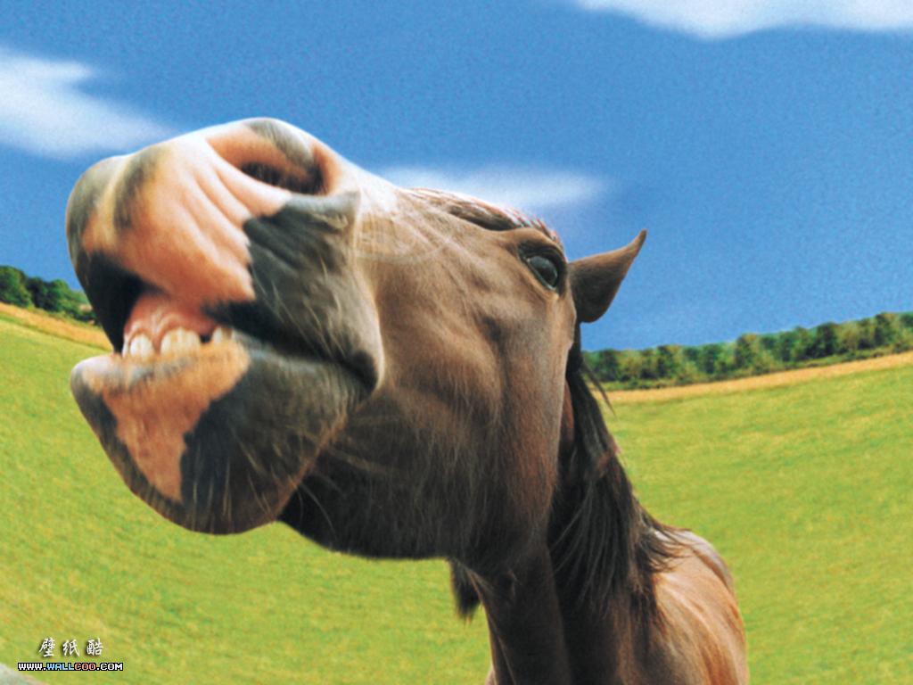 1024x768 Animal Expression Farmyard Animals 1024x768 NO.15 Desktop Wallpaper