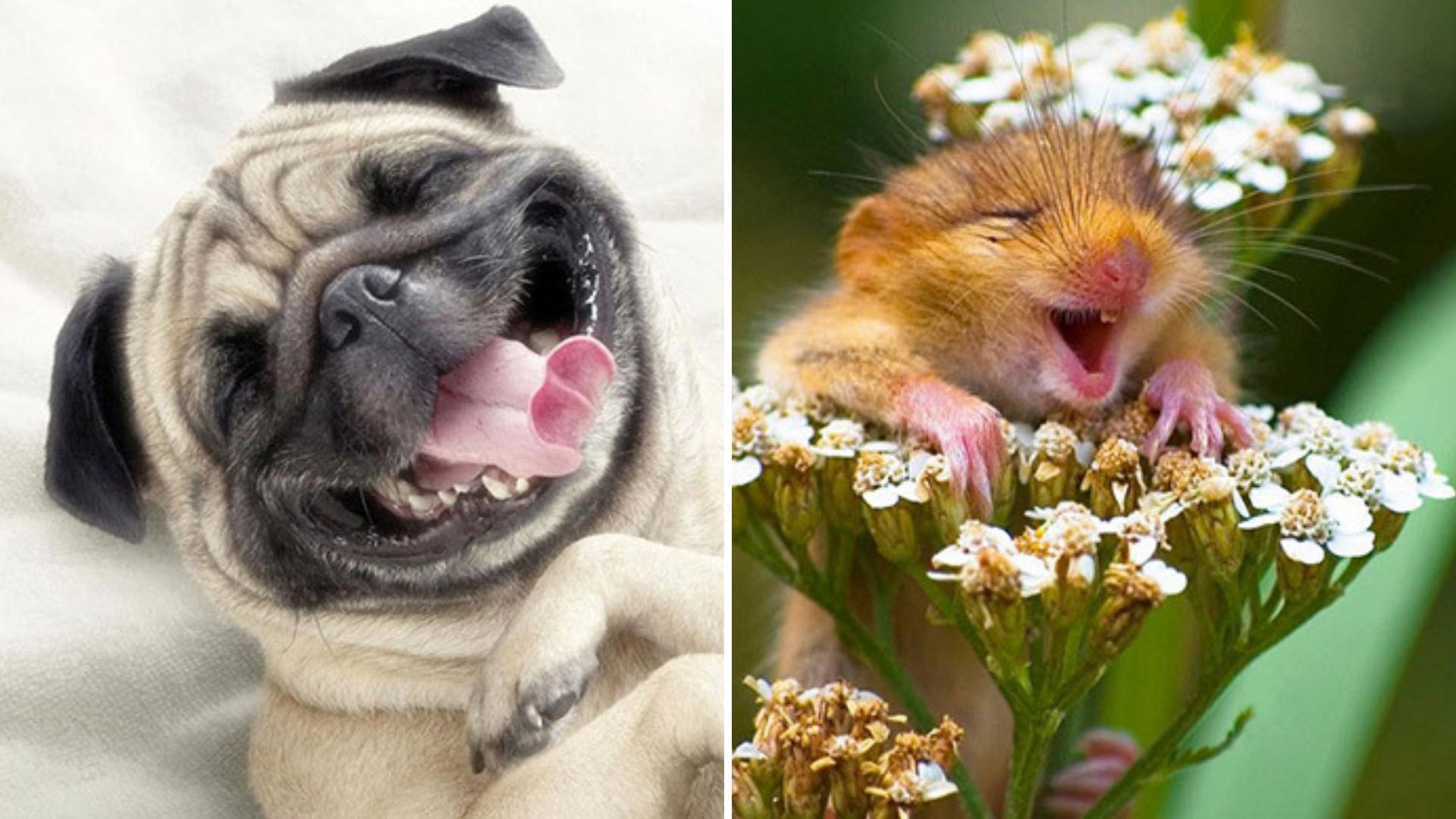1920x1080 Funny Photo of Laughing Animals That Will Make You Giggle