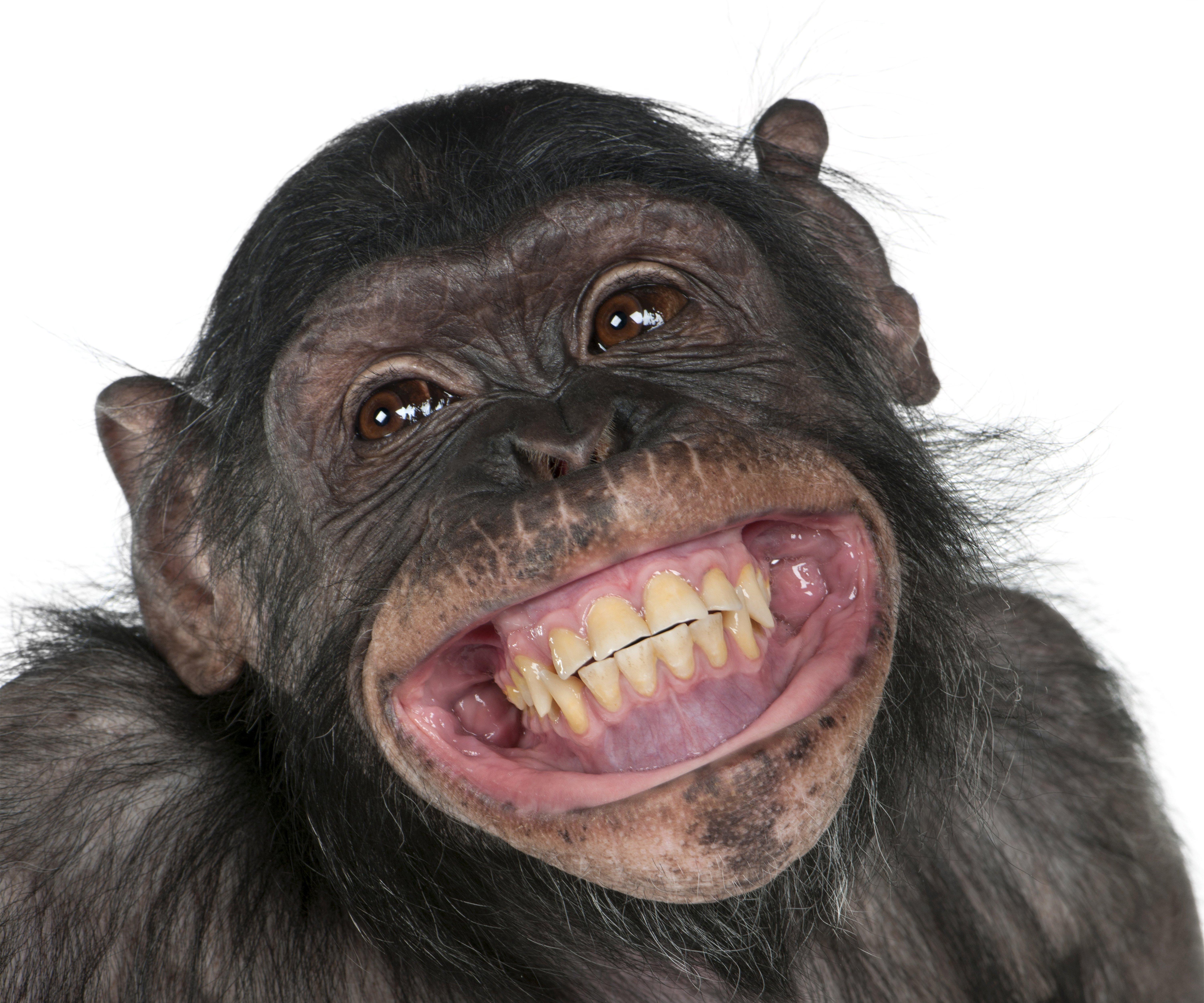 6000x5000 monkey, Snout, Teeth, Smile, Animals Wallpaper HD / Desktop and Mobile Background