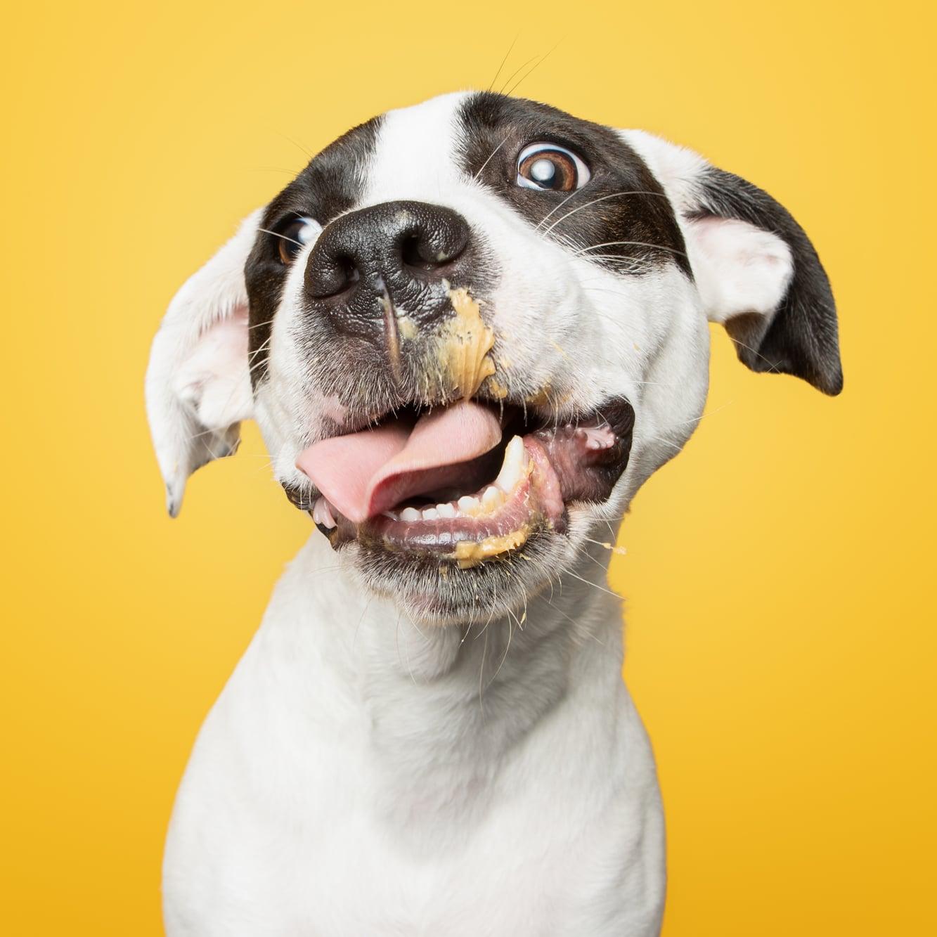 1333x1333 Photos of Rescue Puppies Eating Peanut Putter