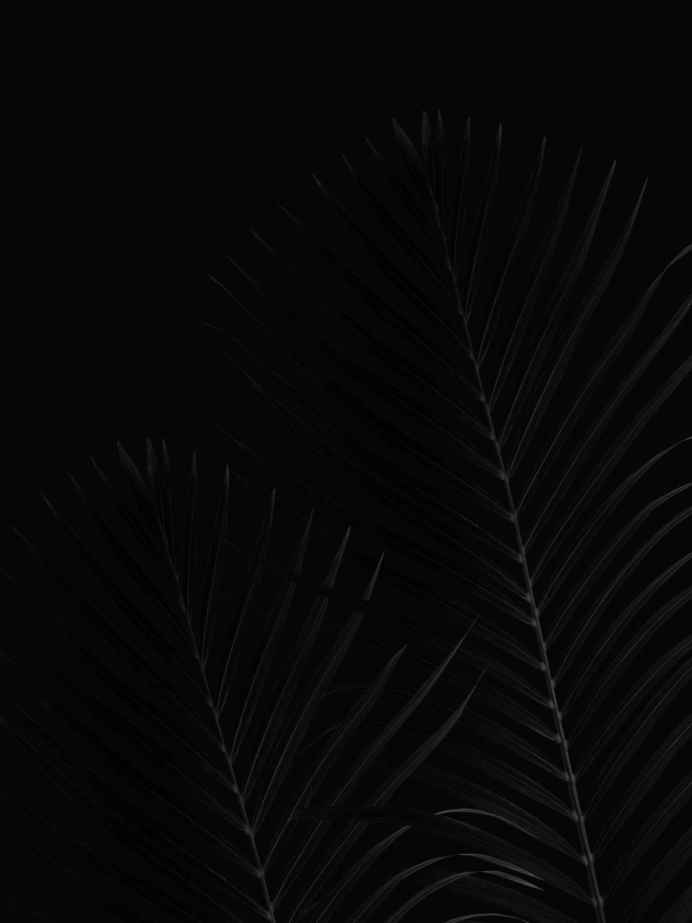 1000x1333 OLED Wallpaper: Free HD Download [HQ]