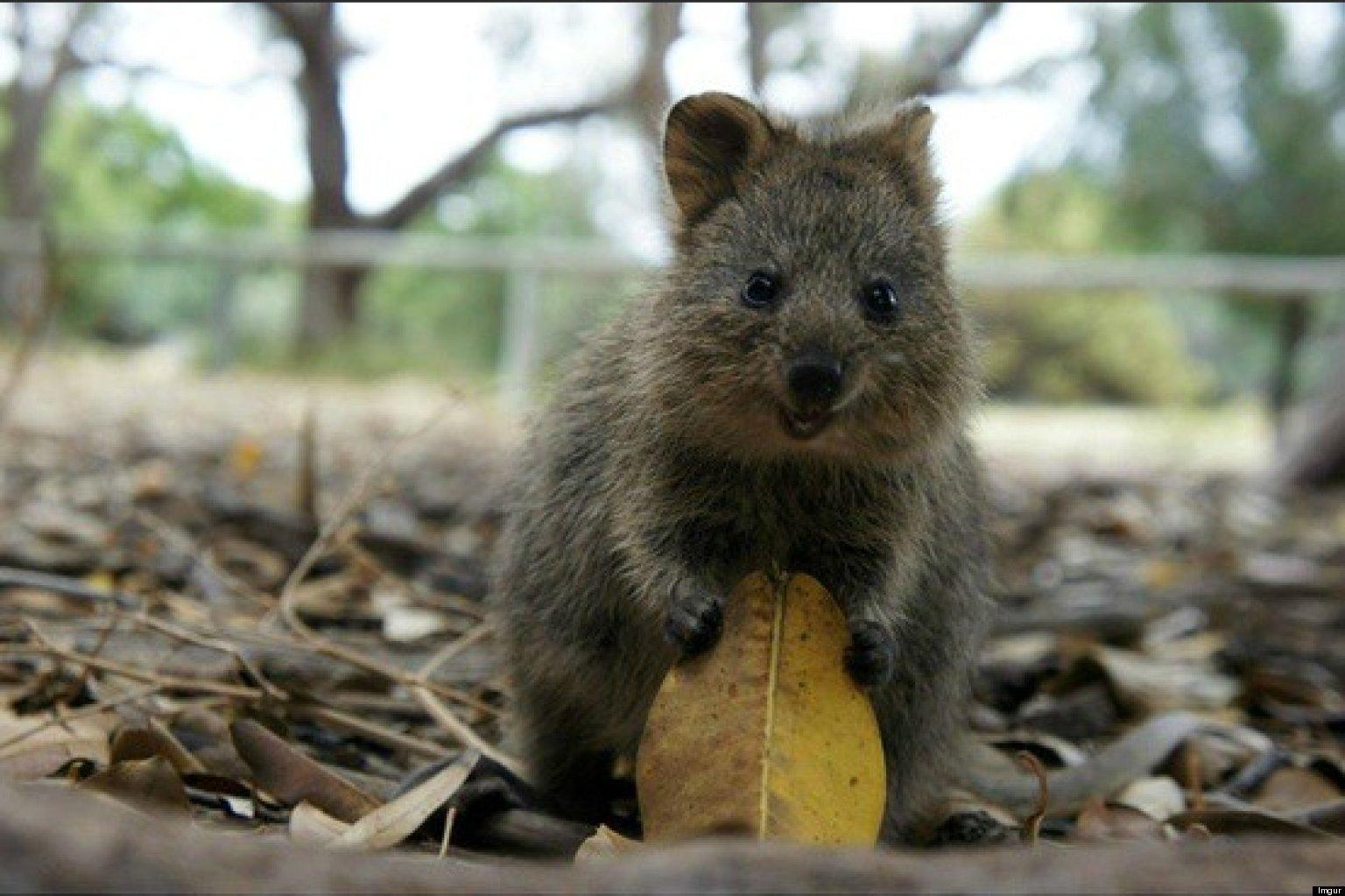 1536x1023 Quokka wallpaper, Animal, HQ Quokka pictureK Wallpaper 2019