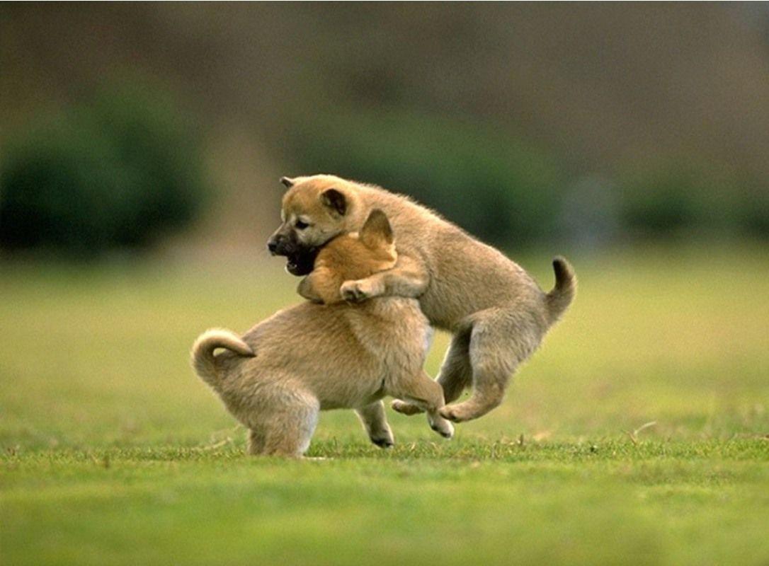 1086x800 Animals Wallpaper Download