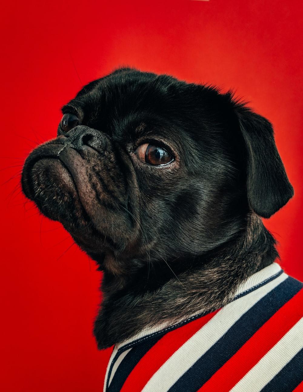 1000x1293 Poor Dog Picture. Download Free Image