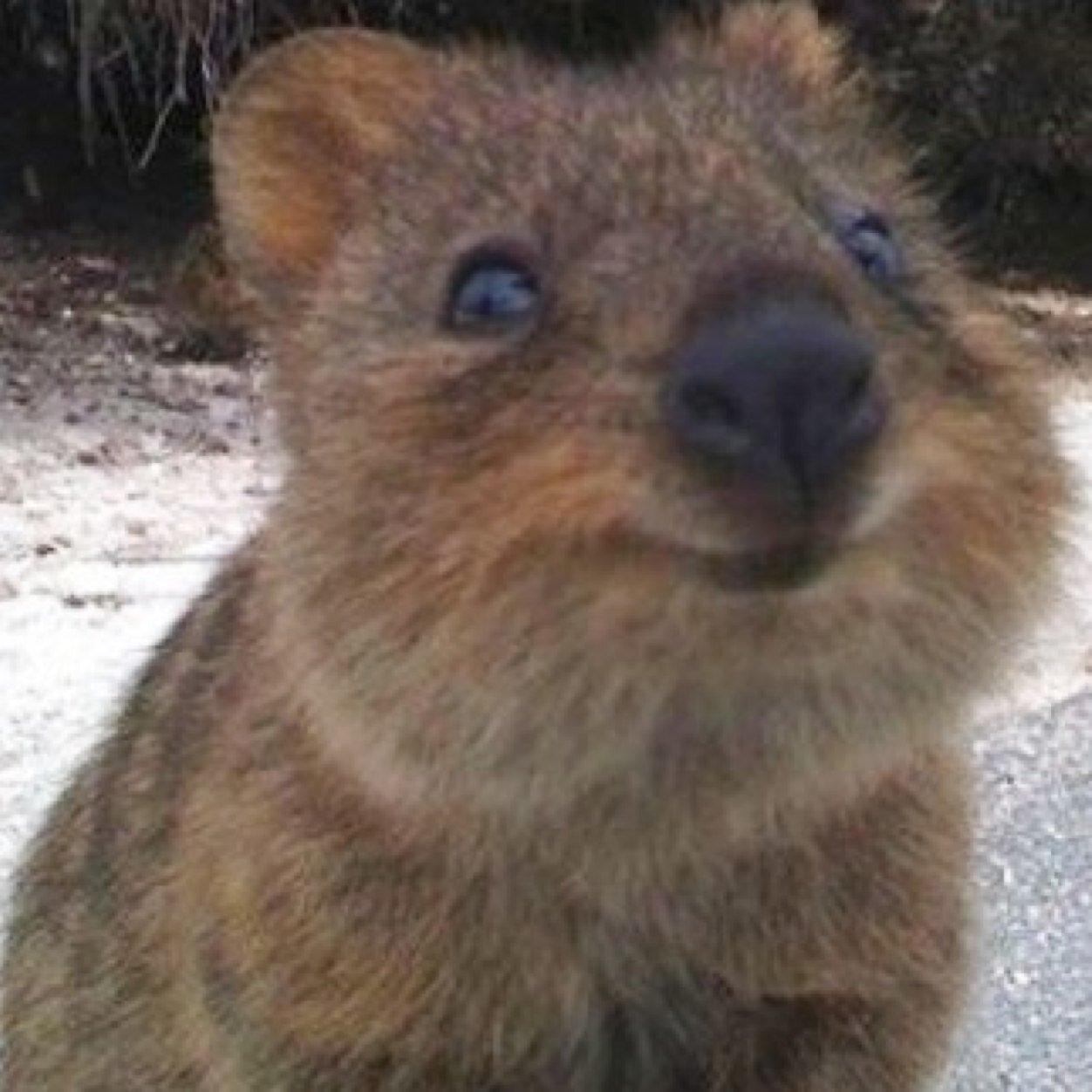 1252x1252 Quokka wallpaper, Animal, HQ Quokka pictureK Wallpaper 2019