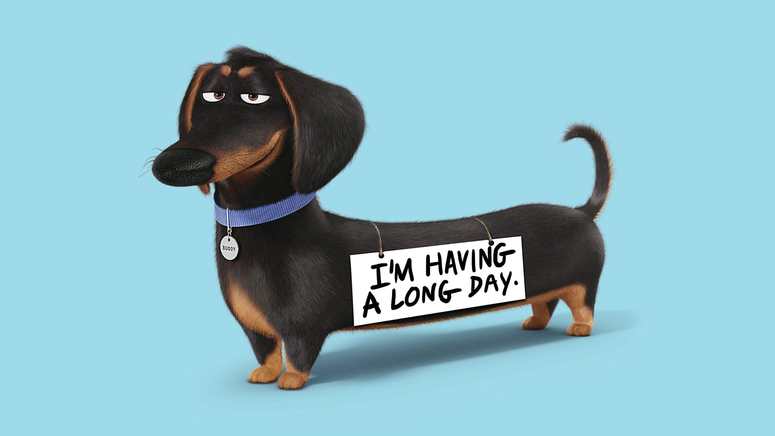 2560x1440 Funny wallpaper, dog, cute, smile • Wallpaper For You HD Wallpaper For Desktop & Mobile
