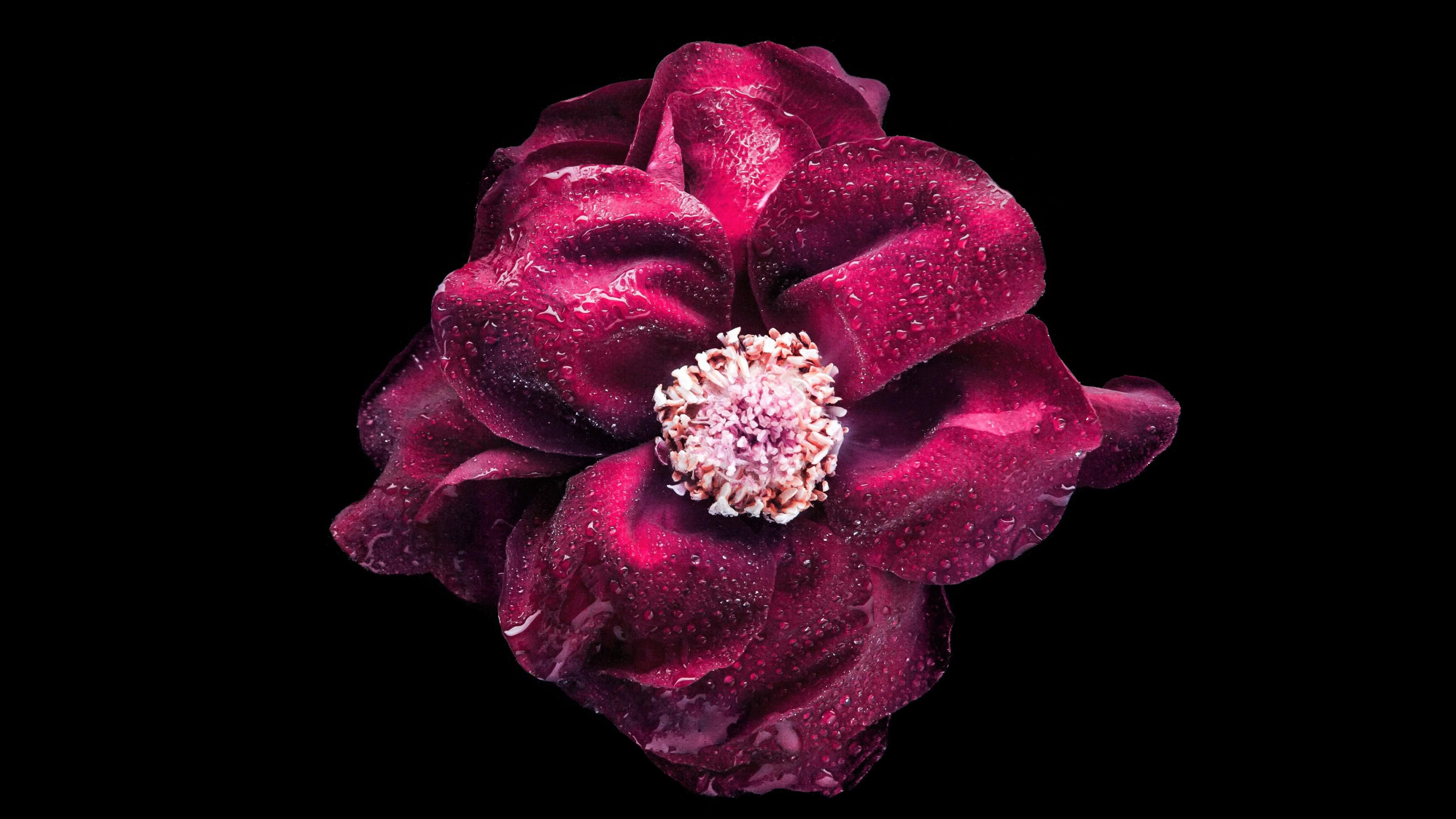 3840x2160 Wallpaper 4k Purple Flower Oled 4k Wallpaper