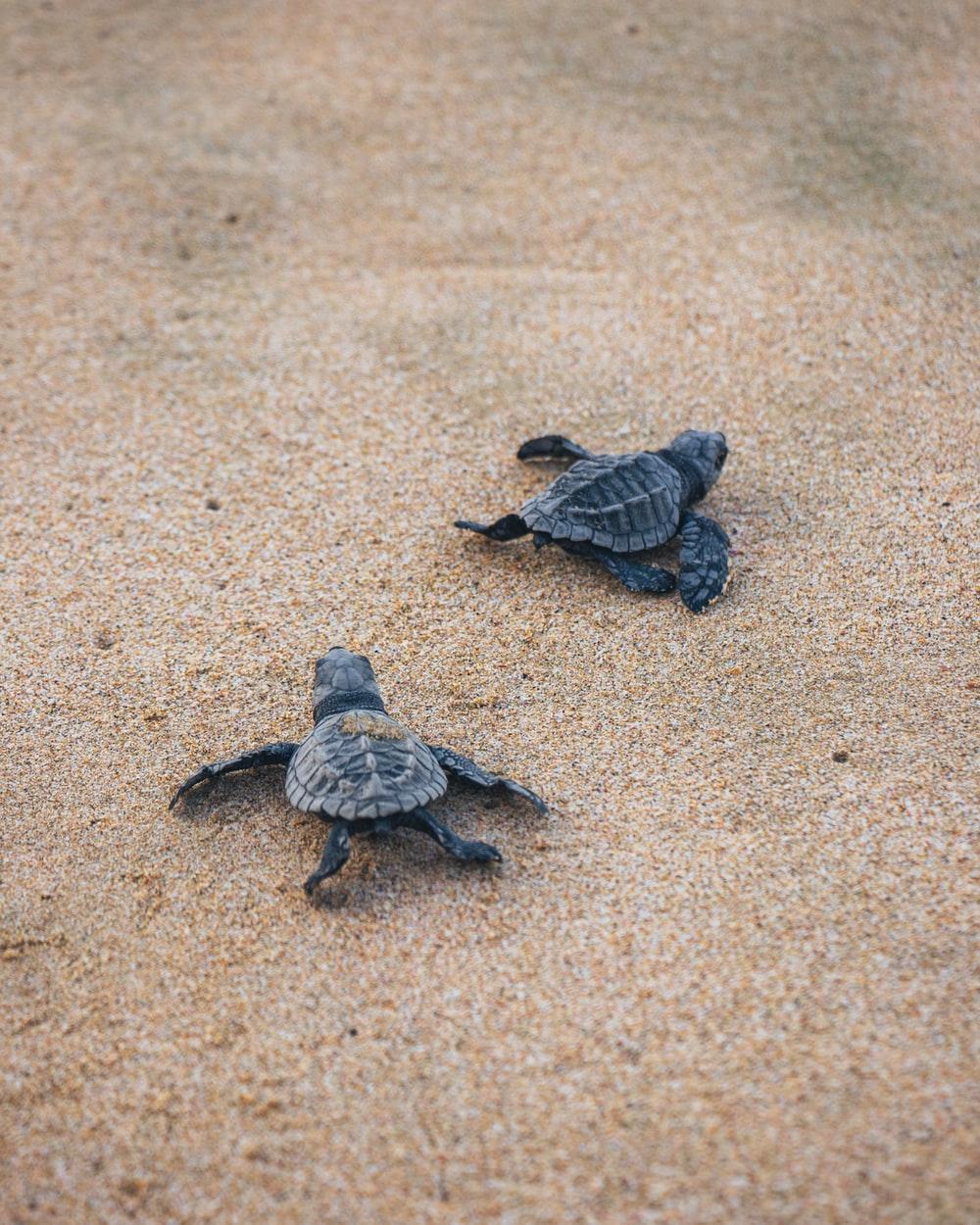1000x1250 Turtle Picture. Download Free Image