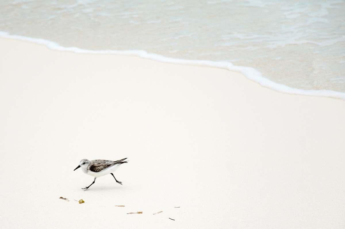 1200x795 Animal Wallpaper Black And White Bird On Seashore Animal Background Image