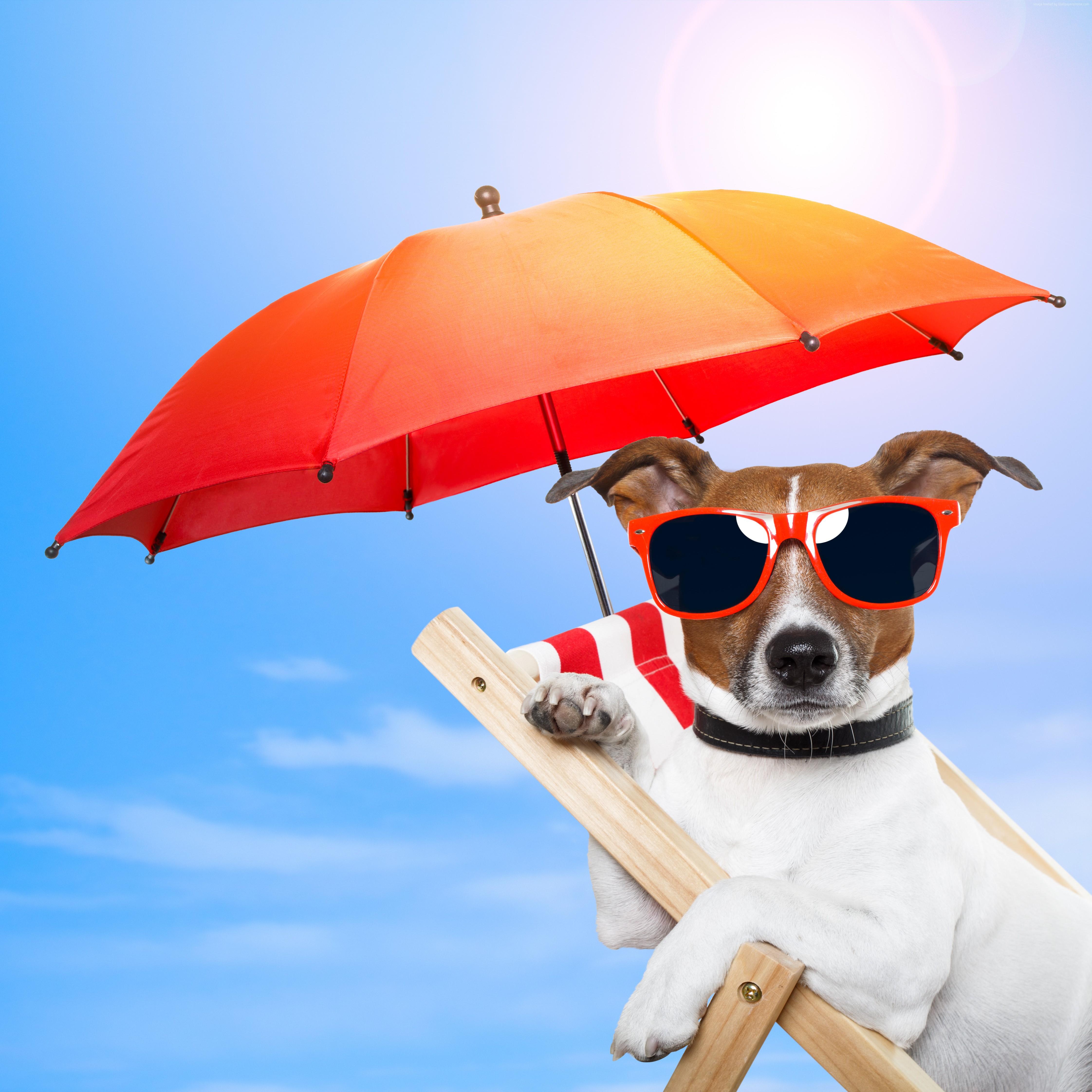 4486x4486 #pet, k wallpaper, #sun, #animal, k, #sky, #Dog, #sunglasses, k, #beach, #umbrella, #summer, #vacation, #puppy. Mocah HD Wallpaper