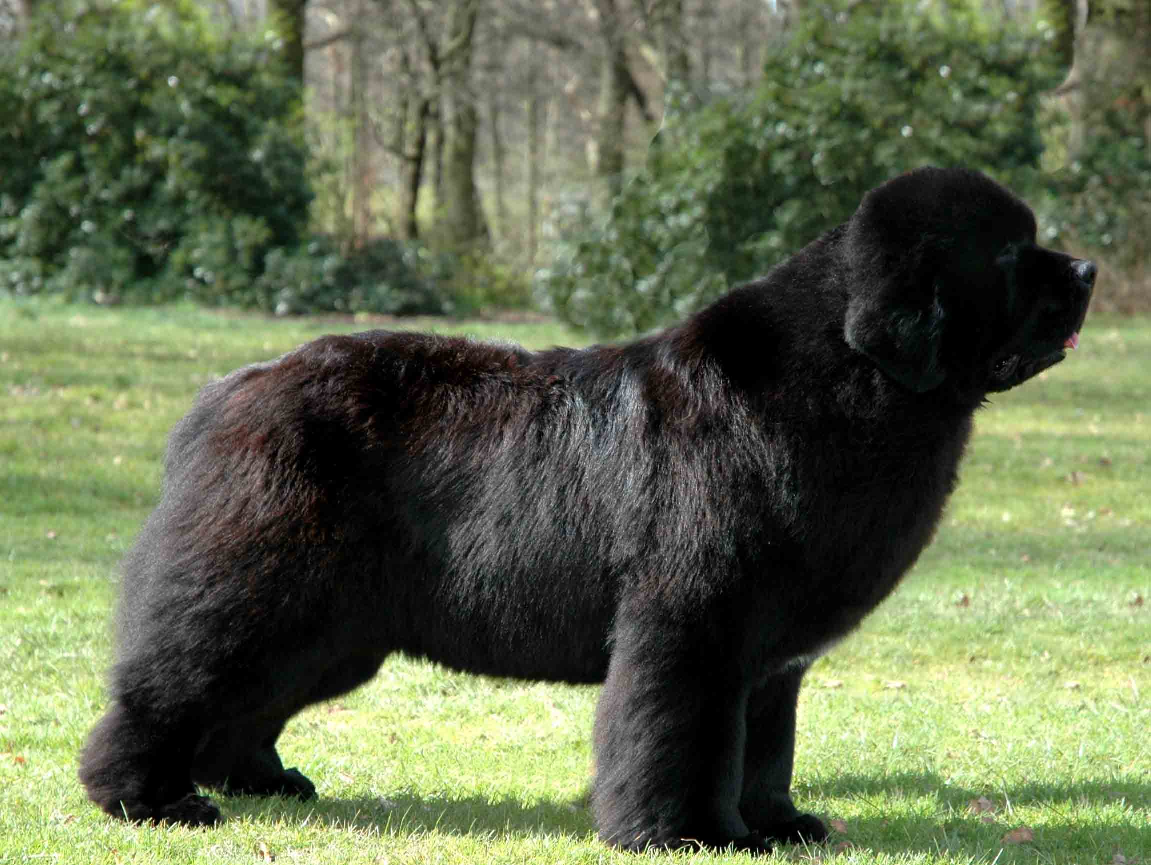 2302x1731 Newfoundland Dog Desktop Wallpaper