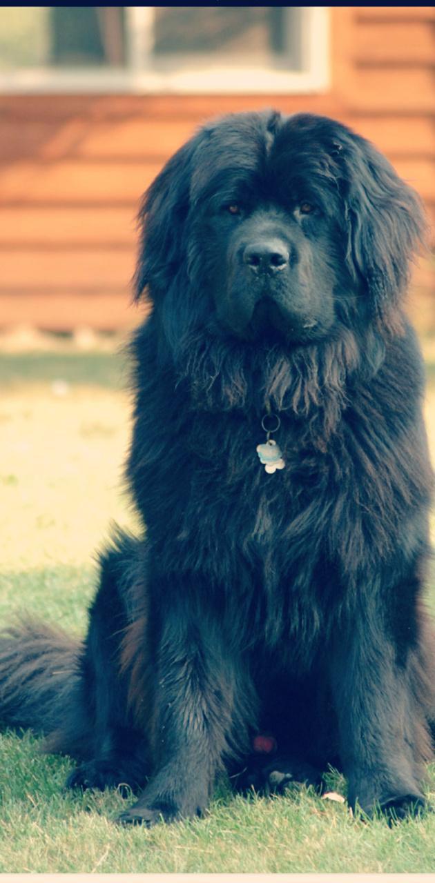 630x1280 Newfoundland Dog wallpaper