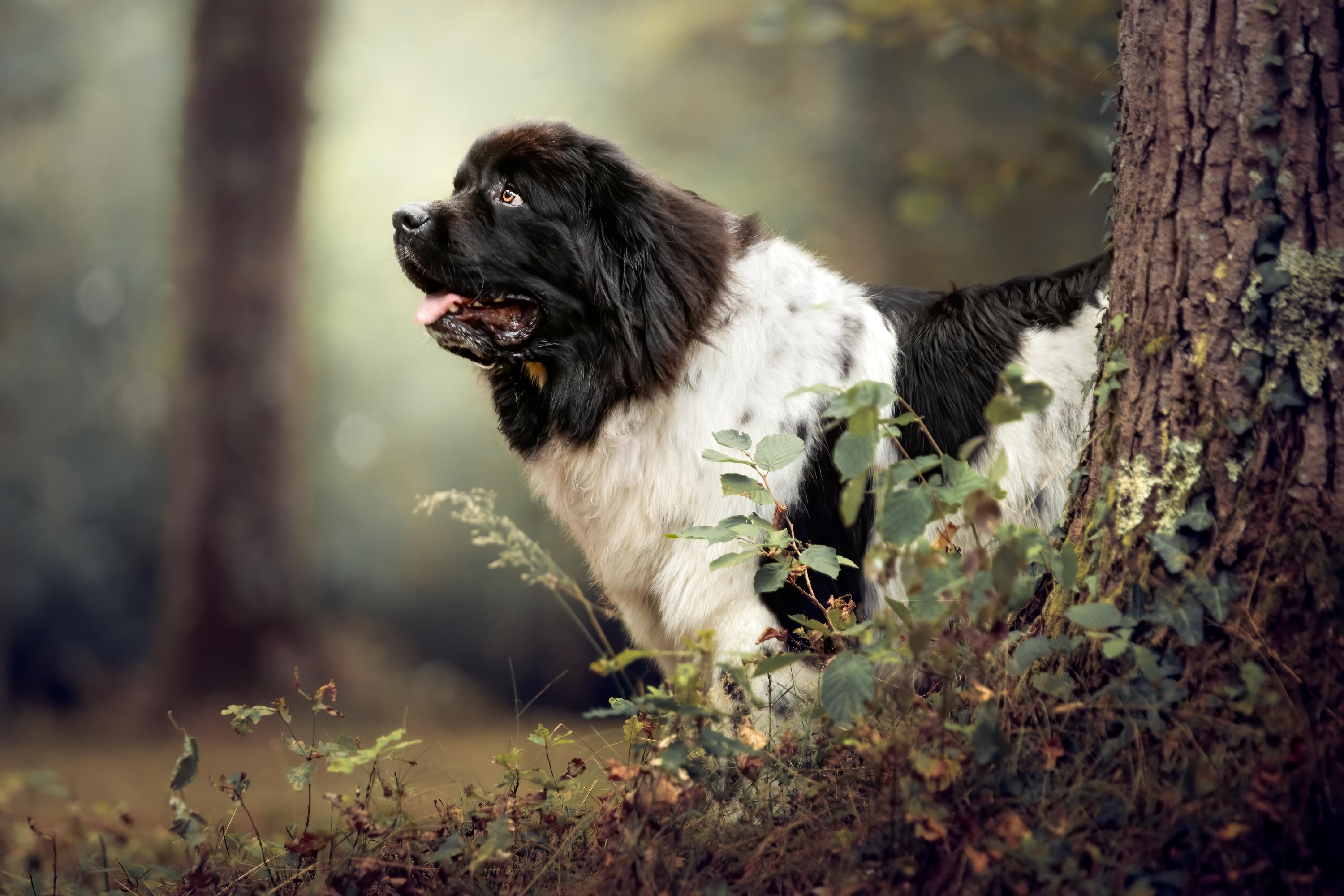 Newfoundland Dog Wallpapers - Top Free Newfoundland Dog Backgrounds ...