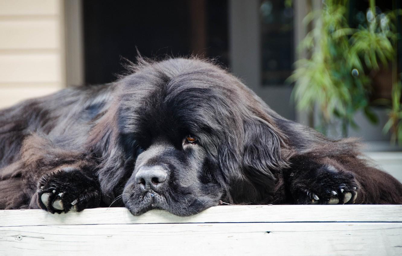 1332x850 Wallpaper diver, dog, dog, Newfoundland image for desktop, section собаки